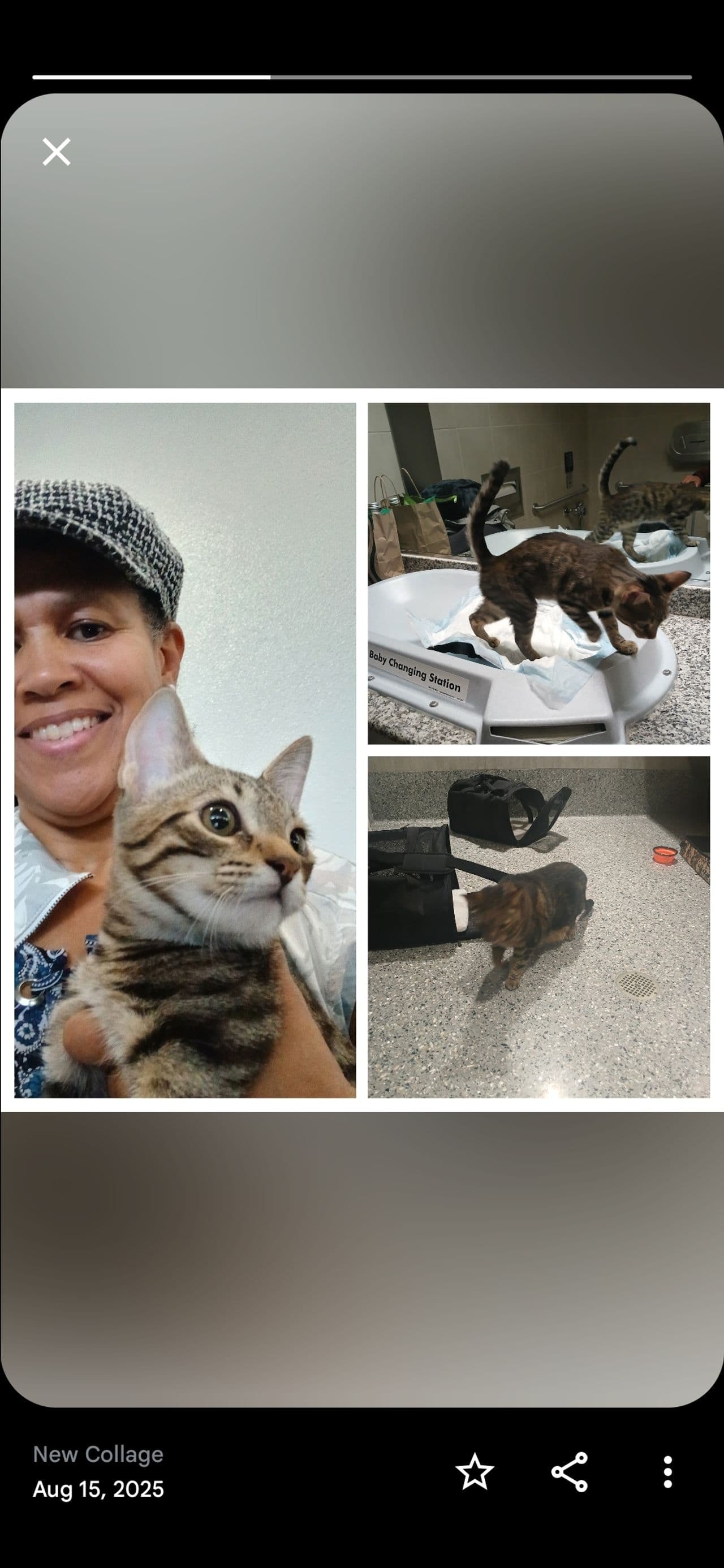 Pet travel photo 1