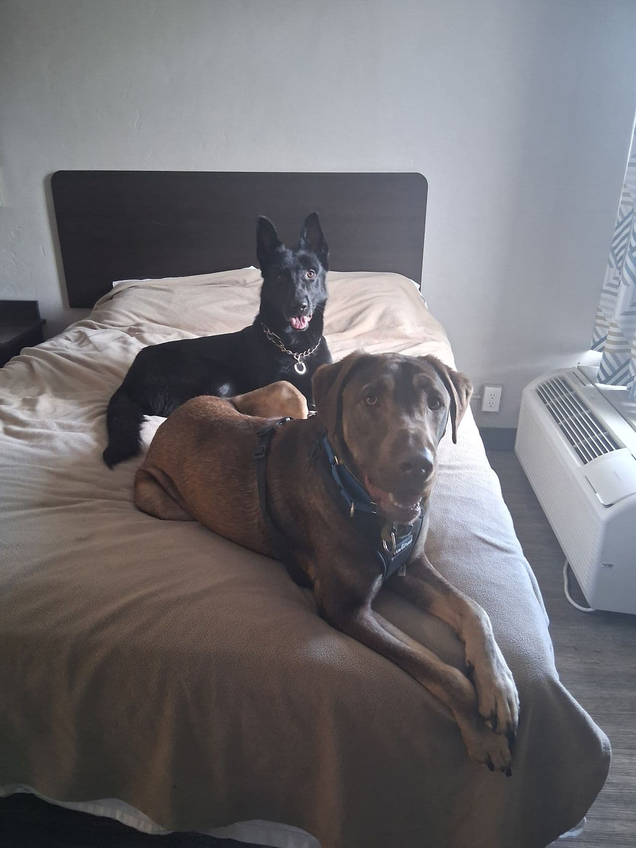 Pet travel photo 2