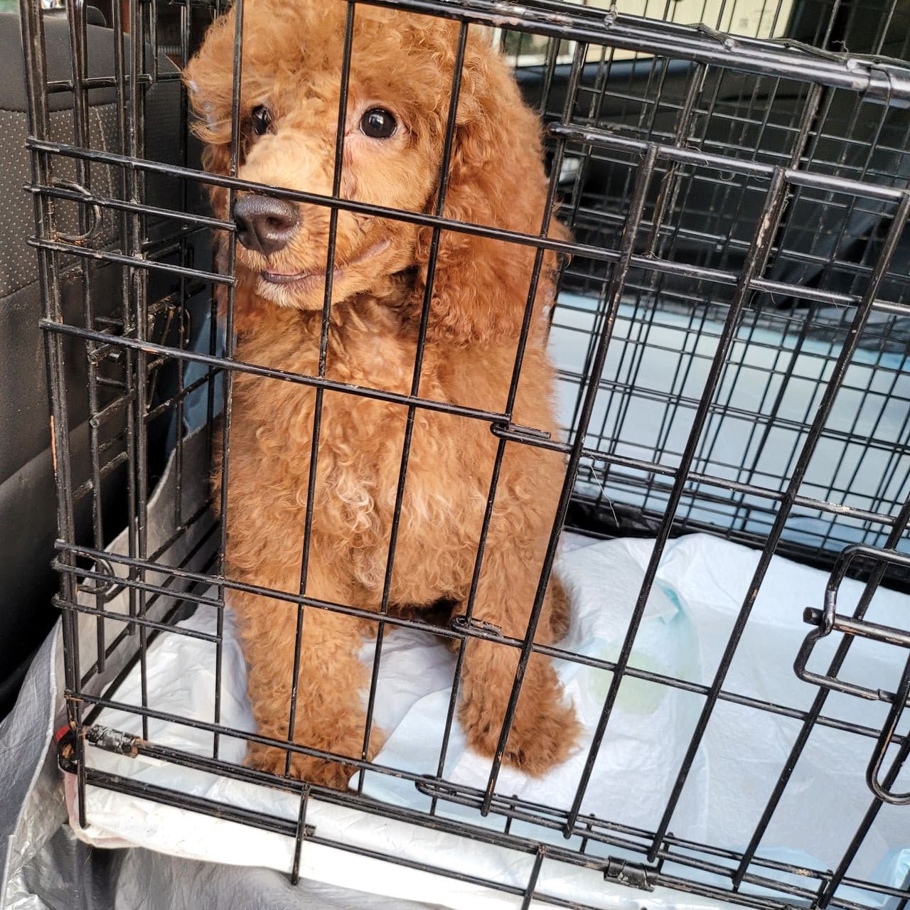 Pet travel photo 2