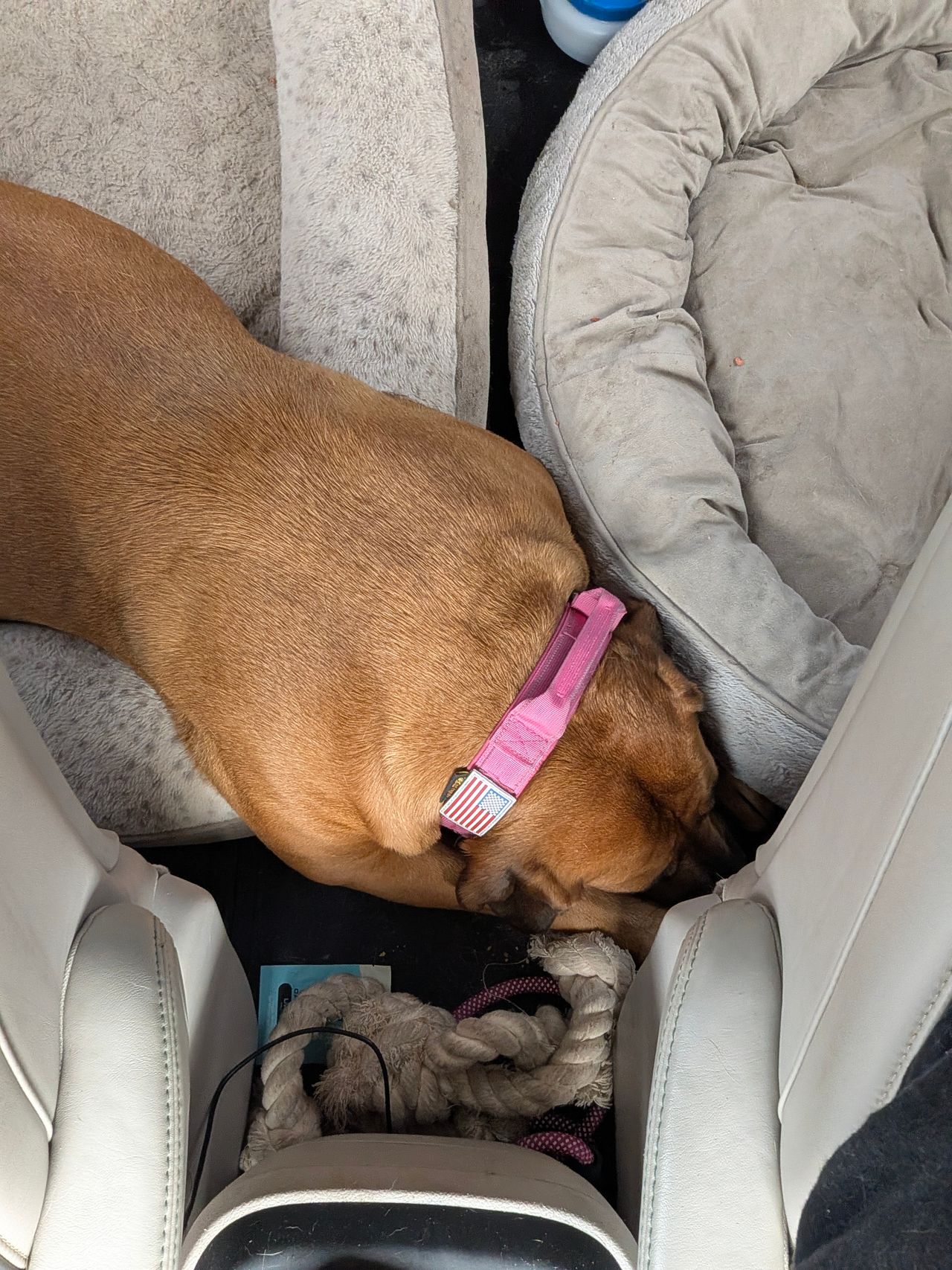 Pet travel photo 3