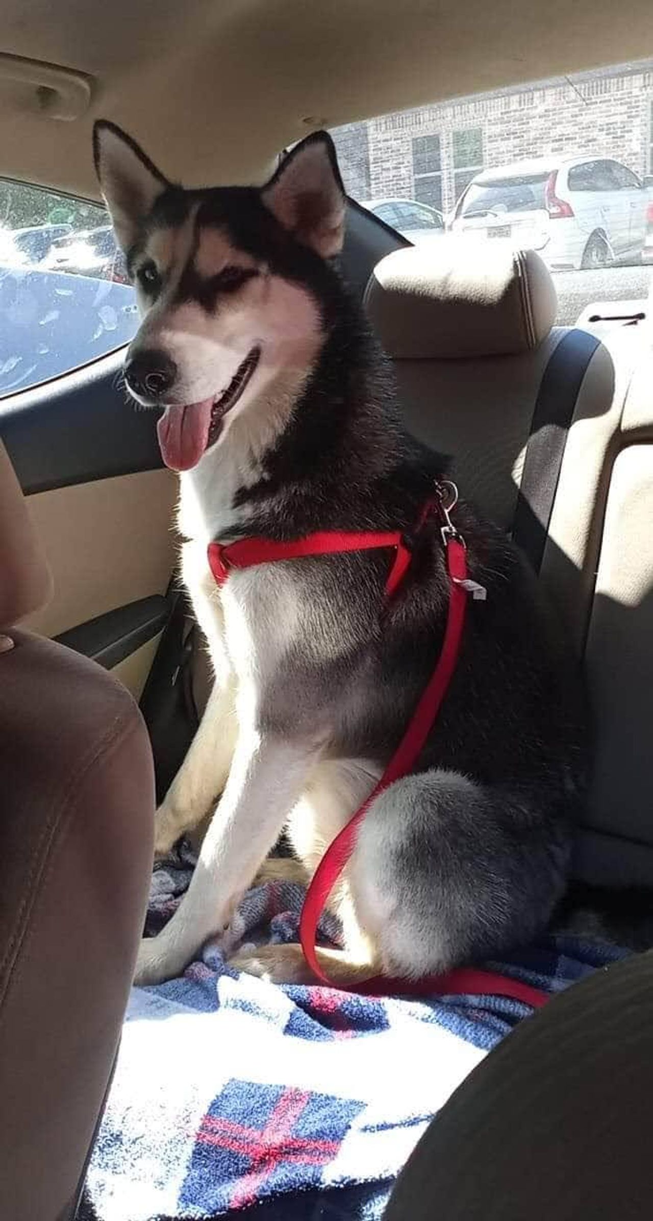 Pet travel photo 5