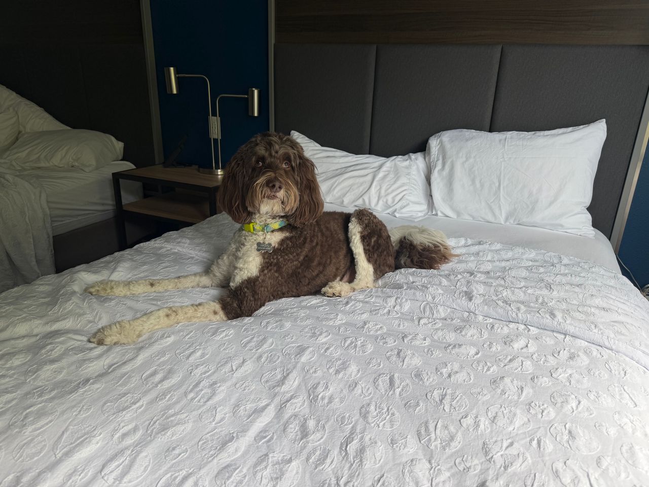 Pet travel photo 1