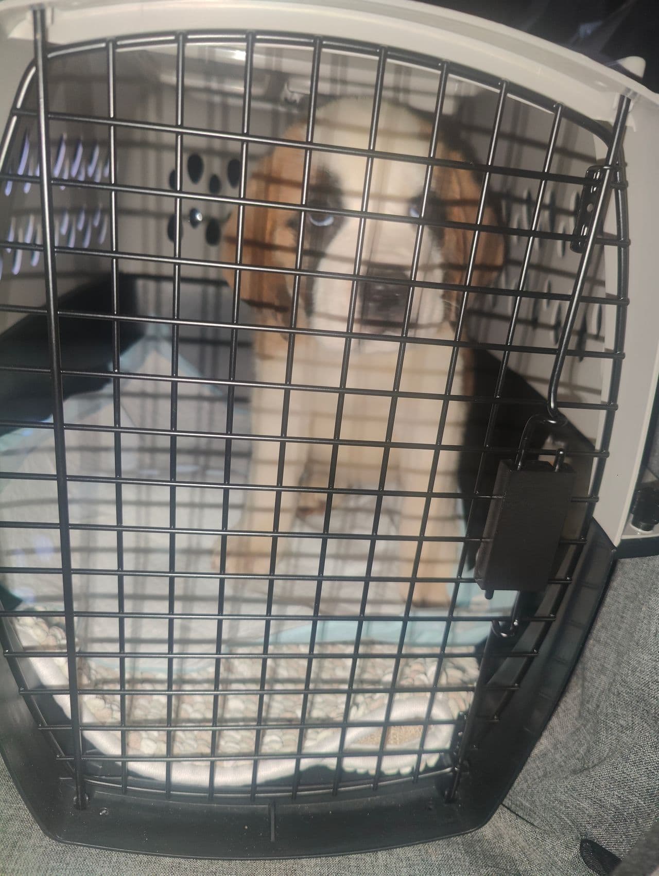 Pet travel photo 5