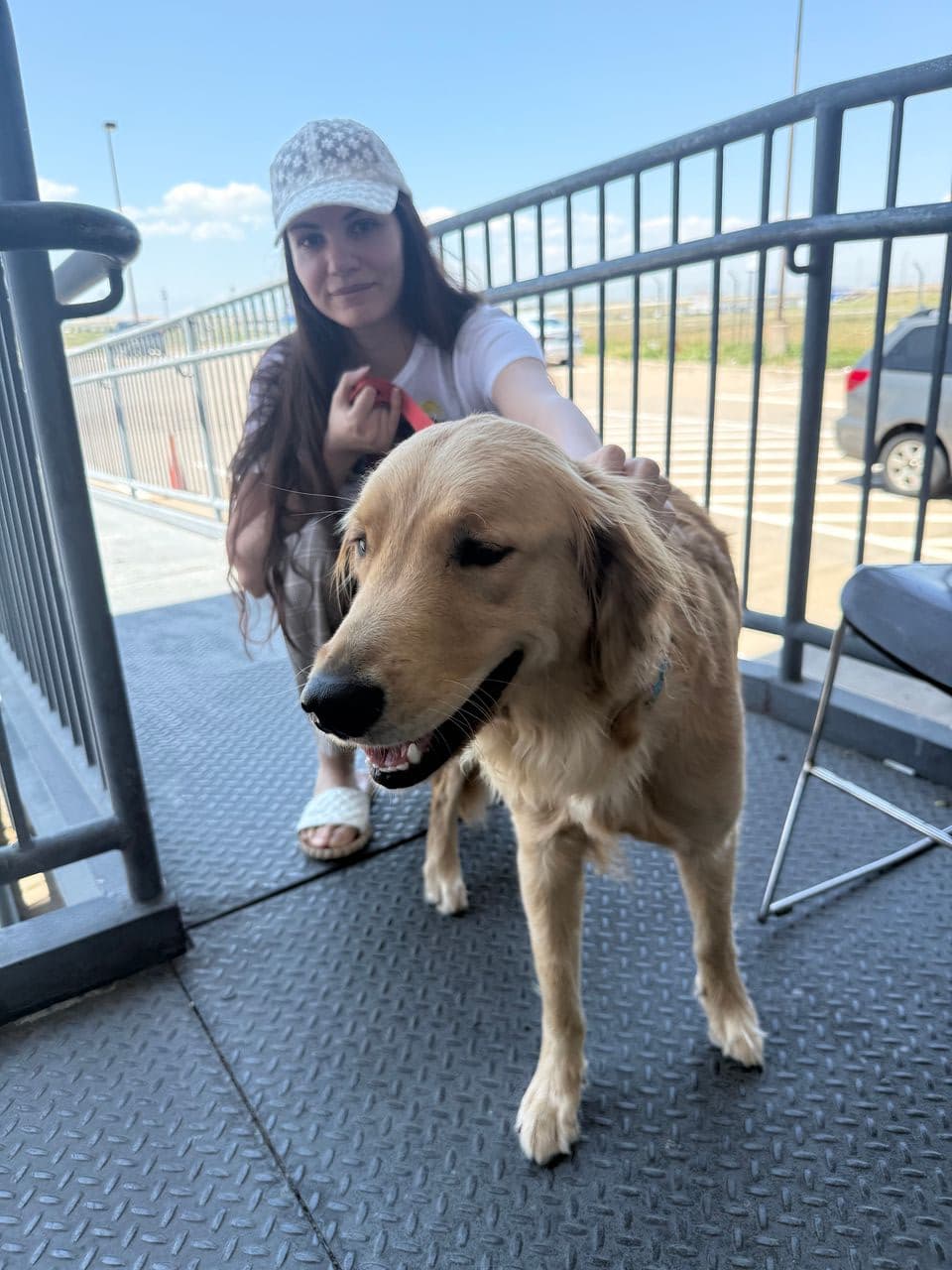 Pet travel photo 1