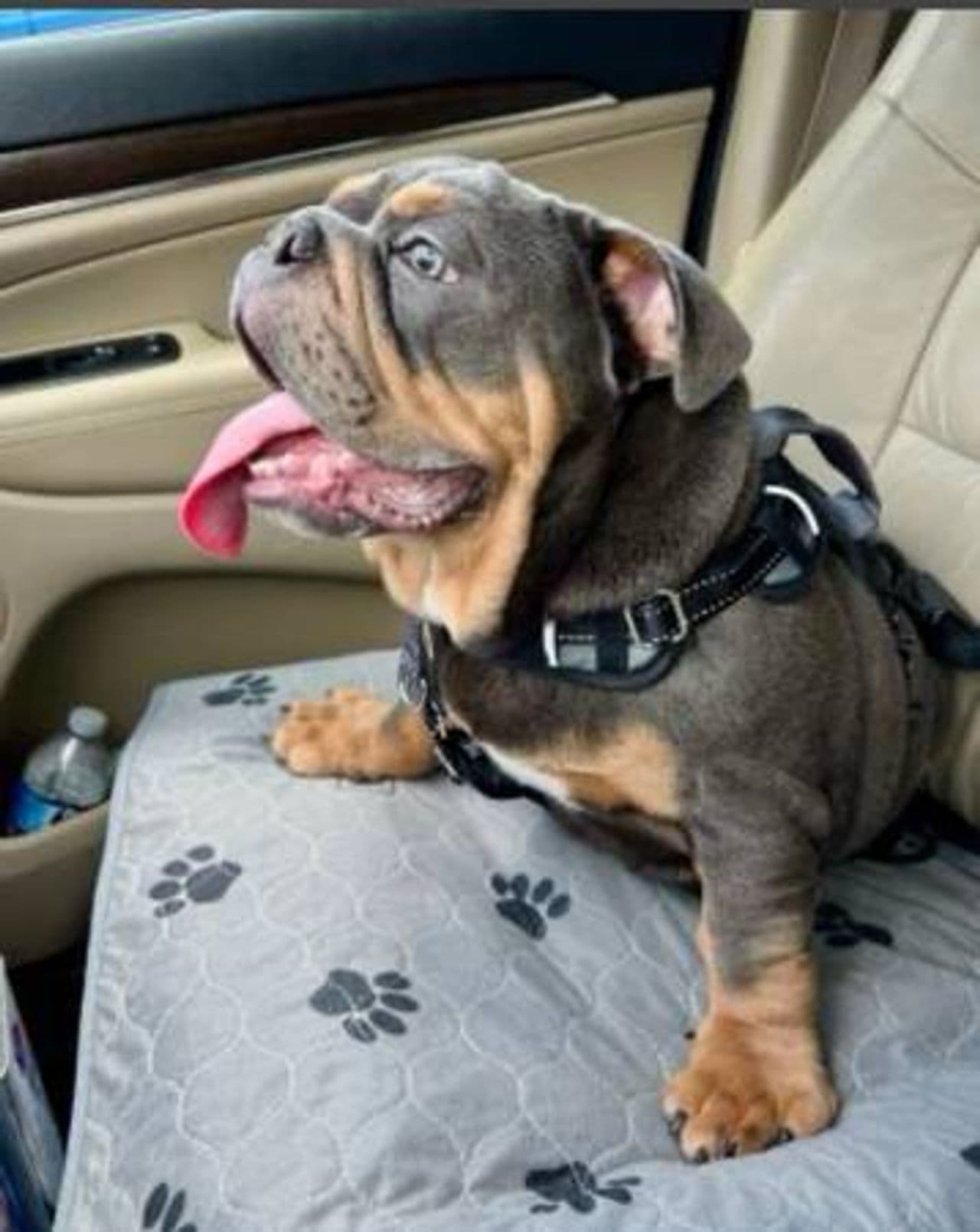 Pet travel photo 2