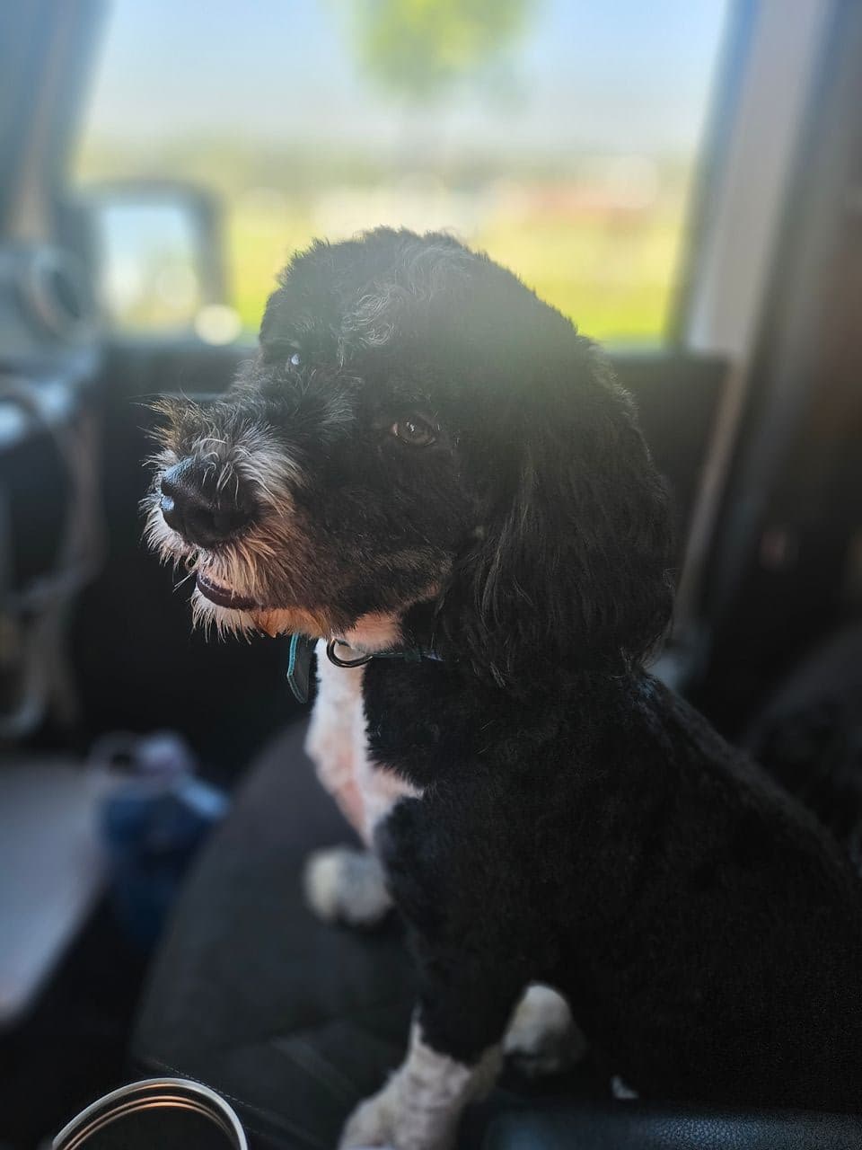 Pet travel photo 2