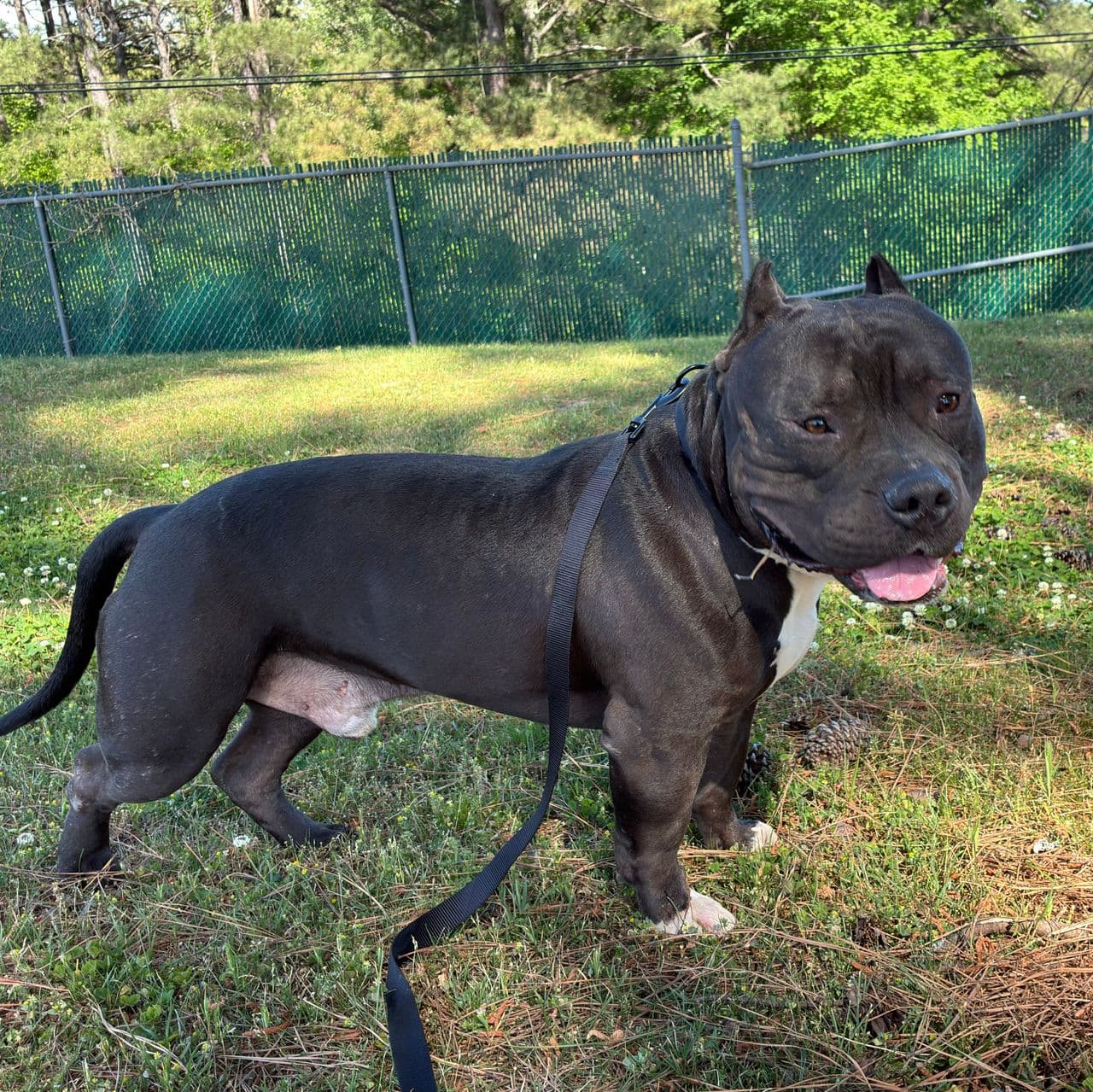Pet travel photo 5