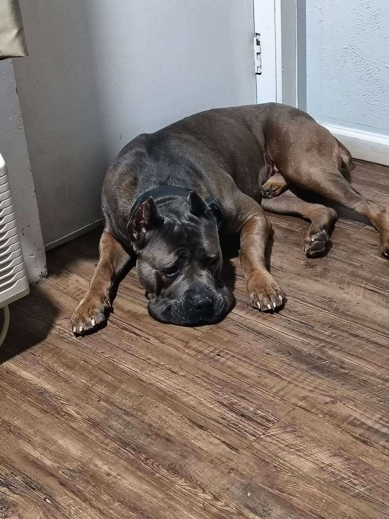 Pet travel photo 3