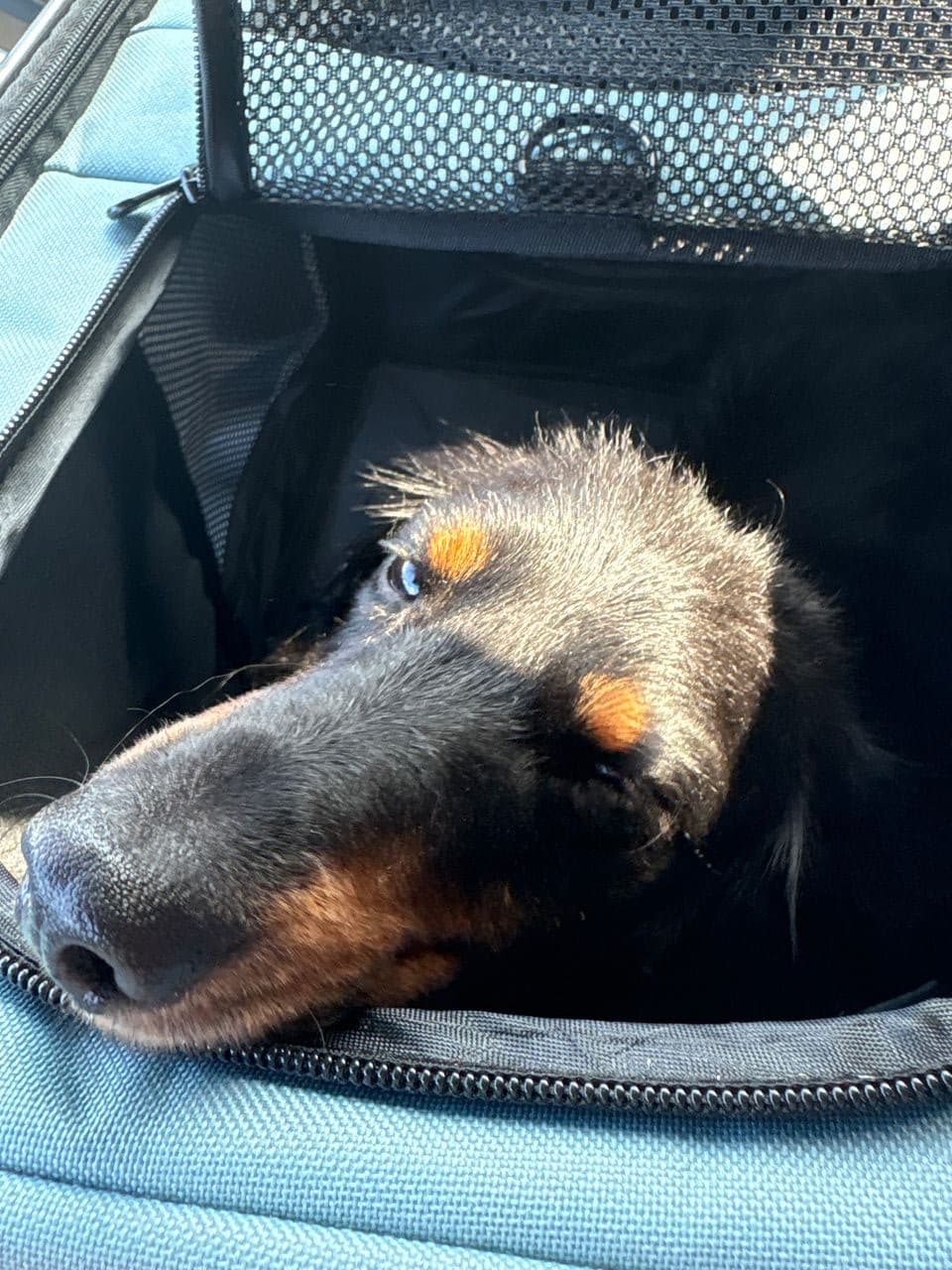 Pet travel photo 2