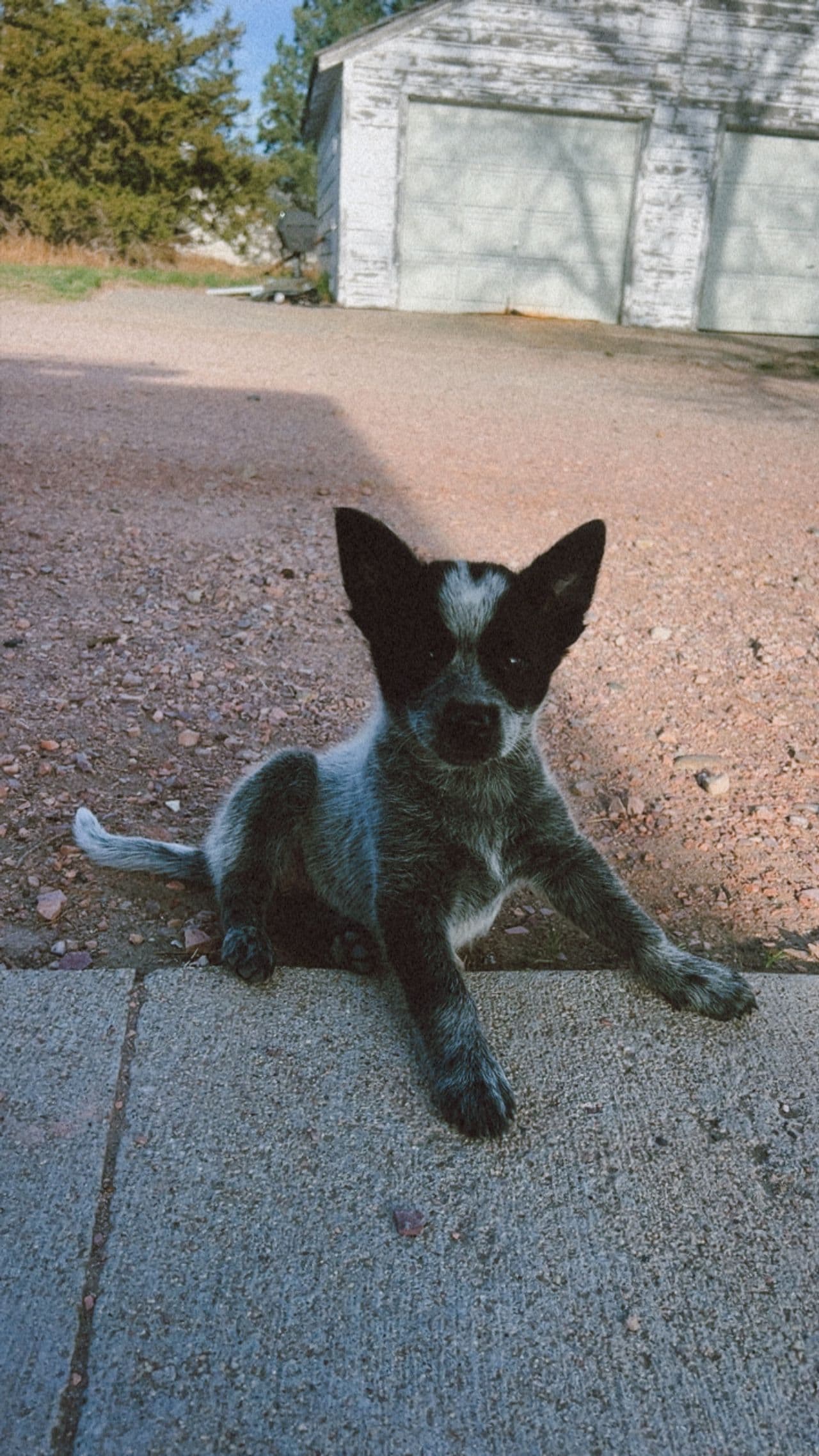 Pet travel photo 1