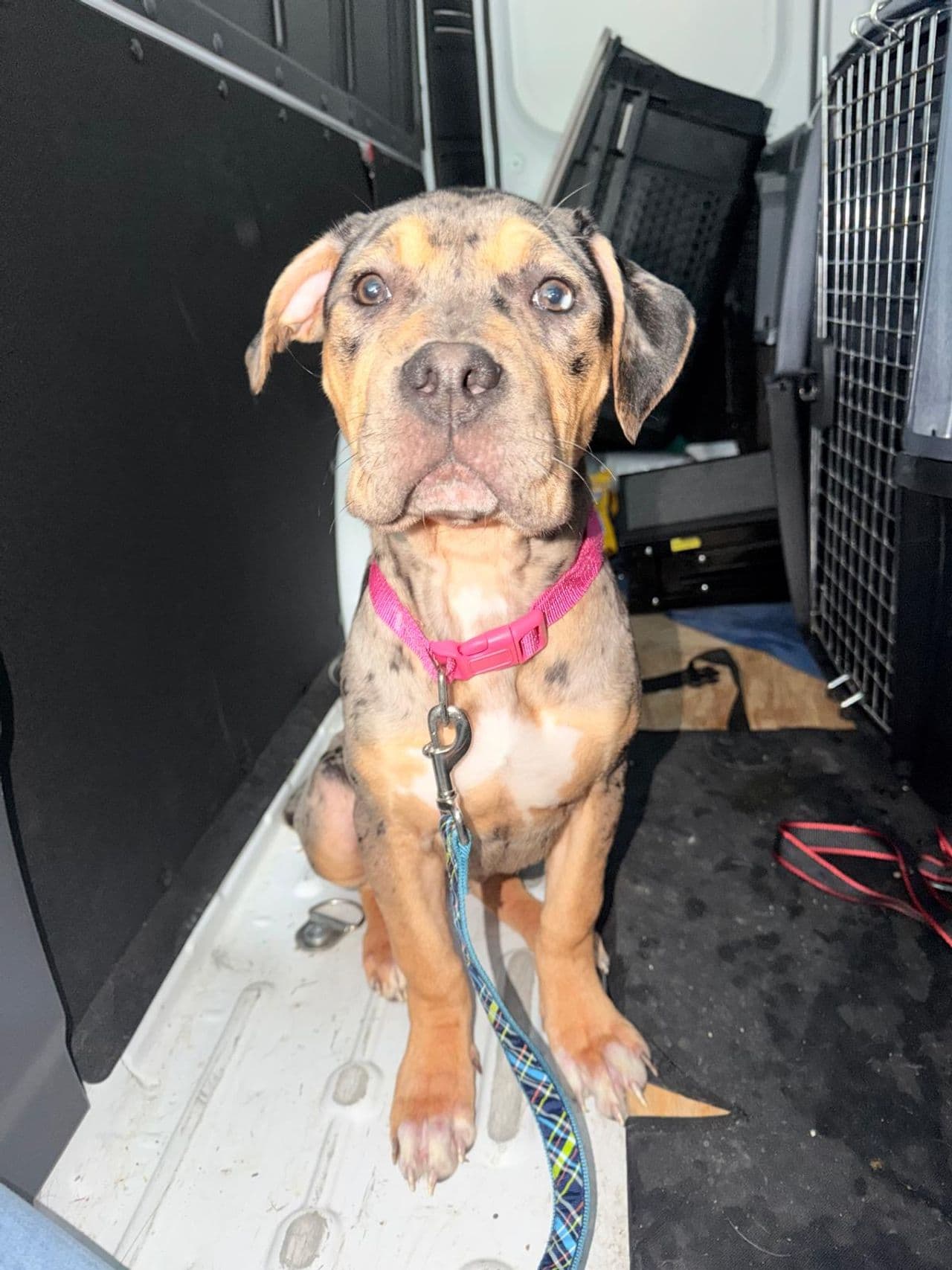 Pet travel photo 5