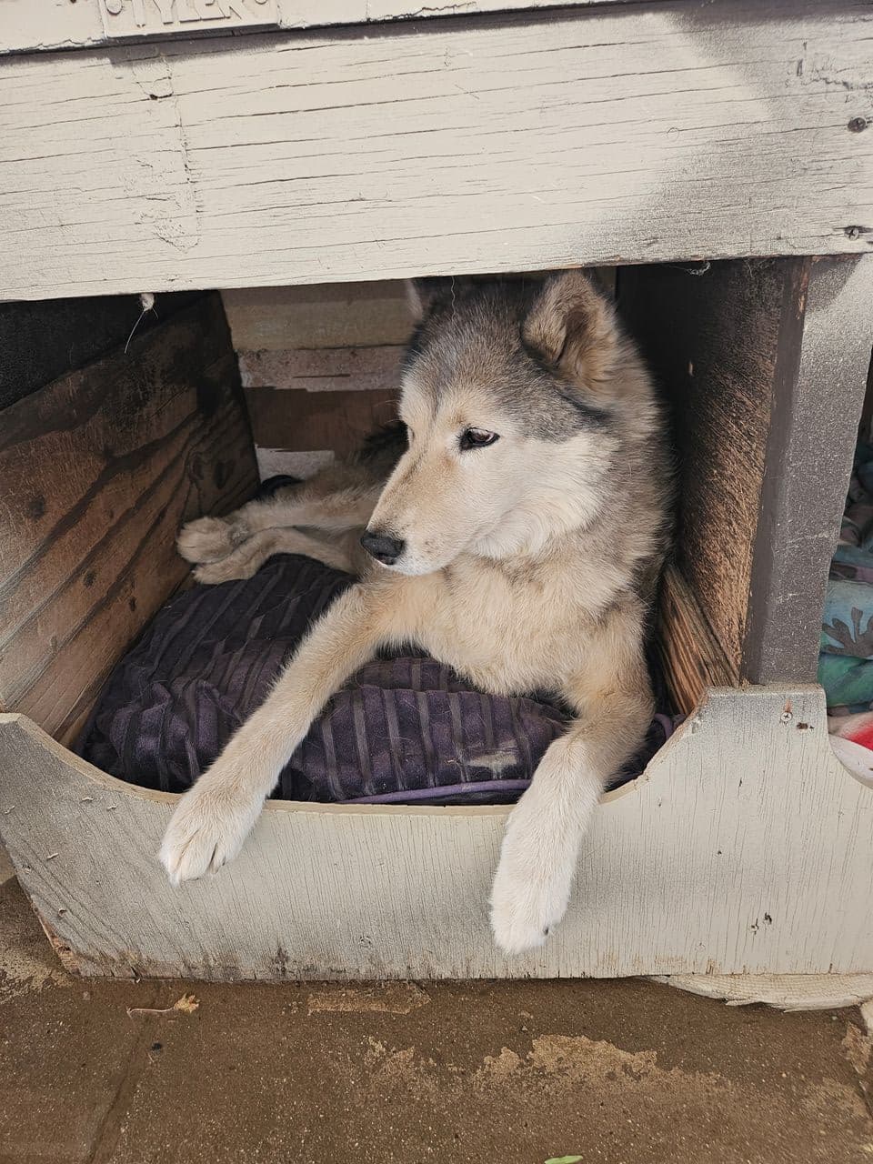 Pet travel photo 6