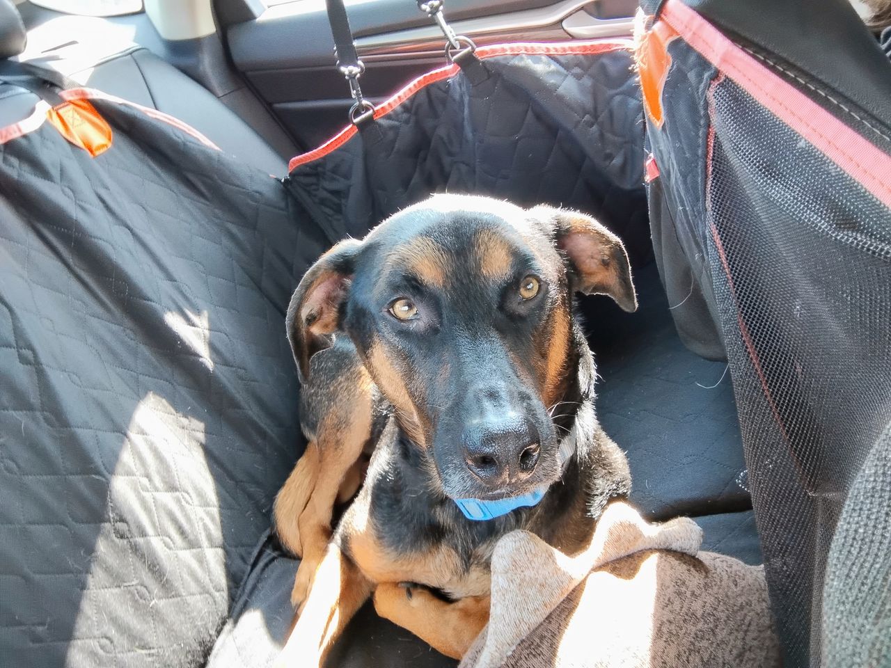 Pet travel photo 2