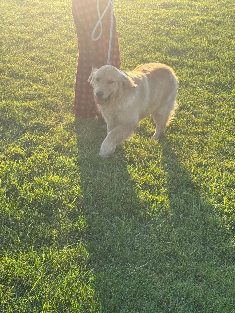 Pet travel photo 6