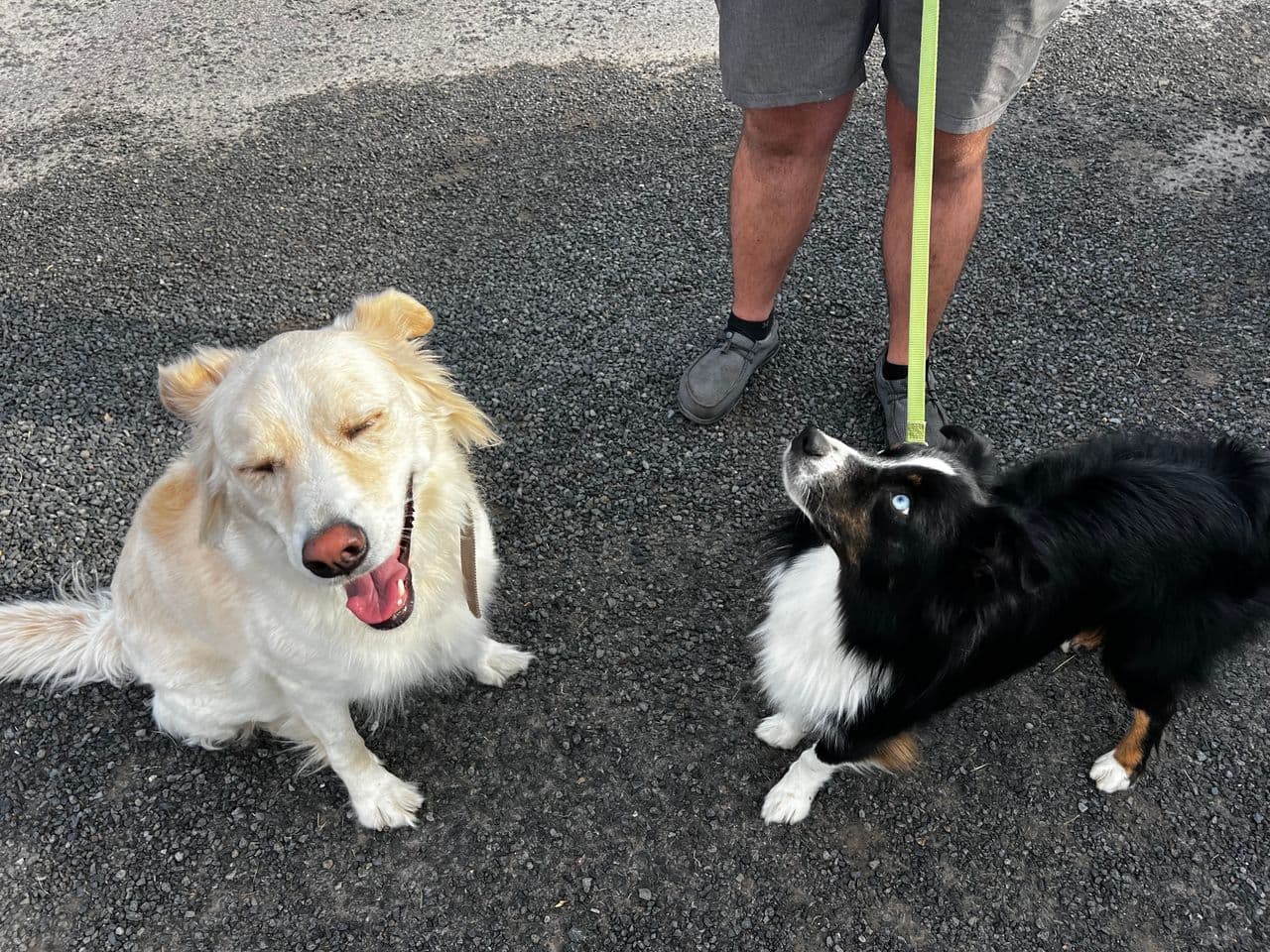 Pet travel photo 1