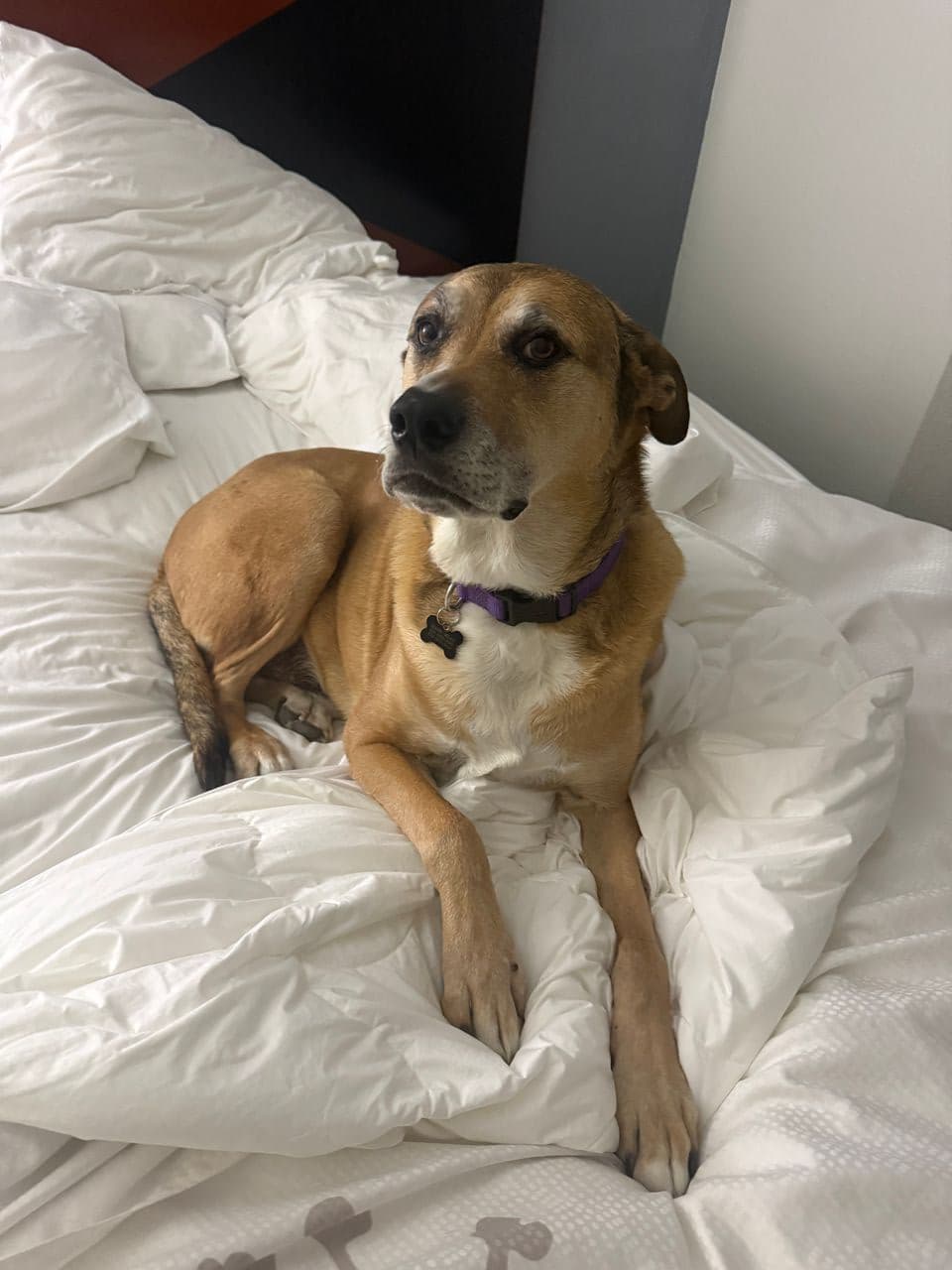 Pet travel photo 5
