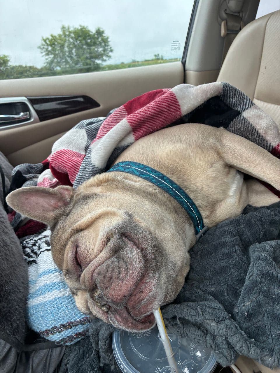 Pet travel photo 1