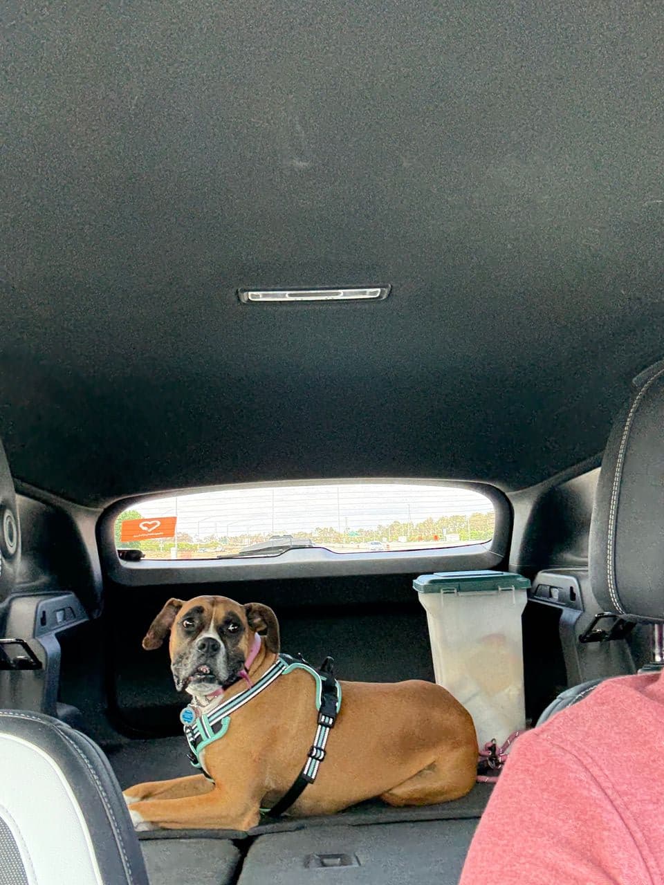 Pet travel photo 6
