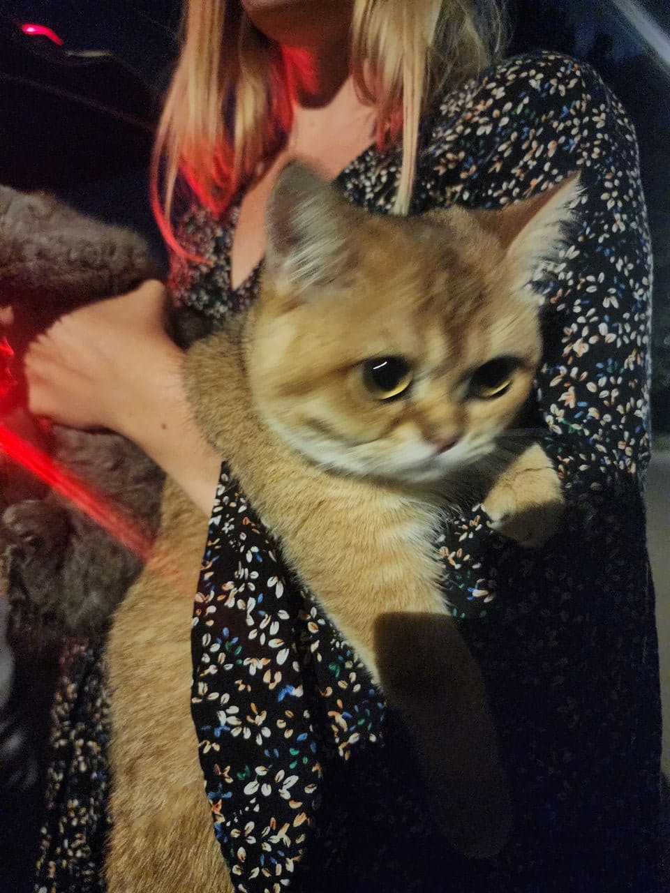 Pet travel photo 1