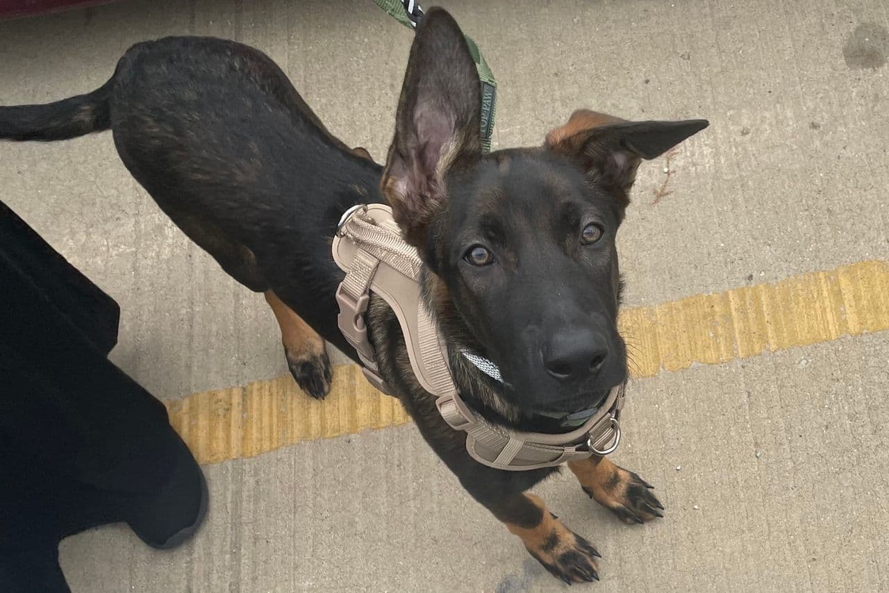 Pet travel photo 5