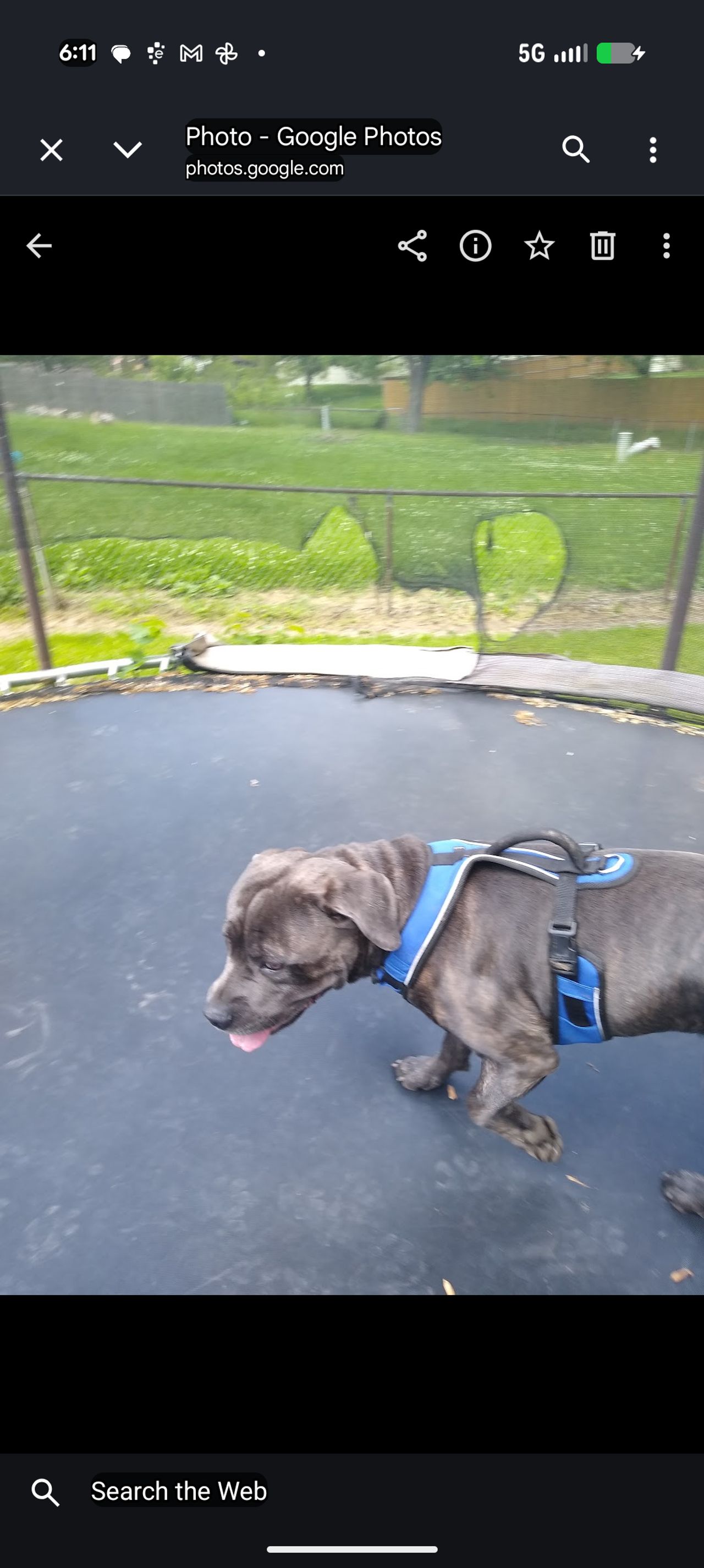 Pet travel photo 4