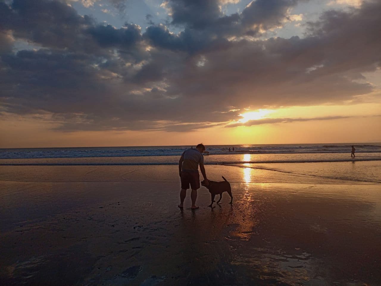 Pet travel photo 3