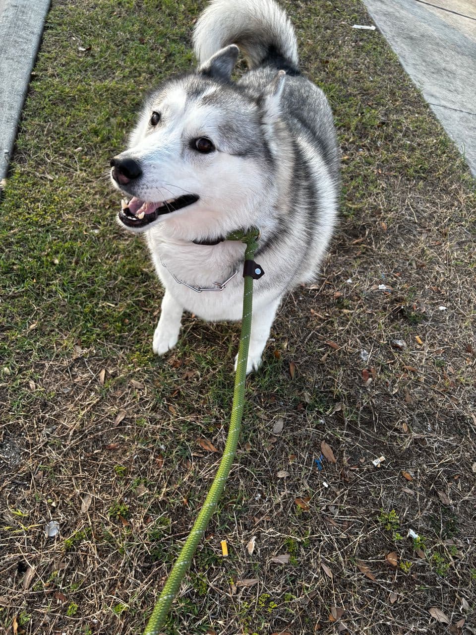 Pet travel photo 2