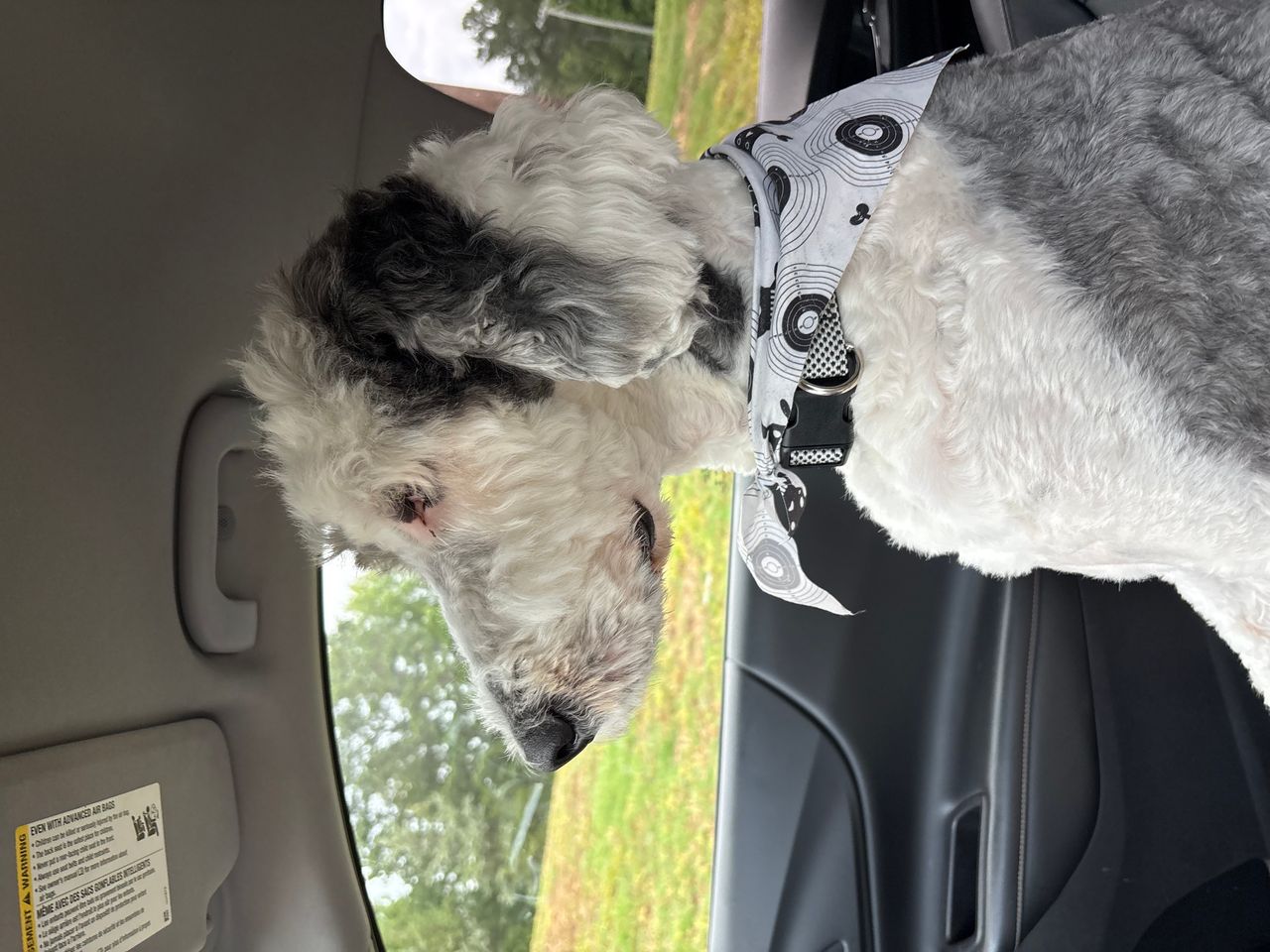 Pet travel photo 4