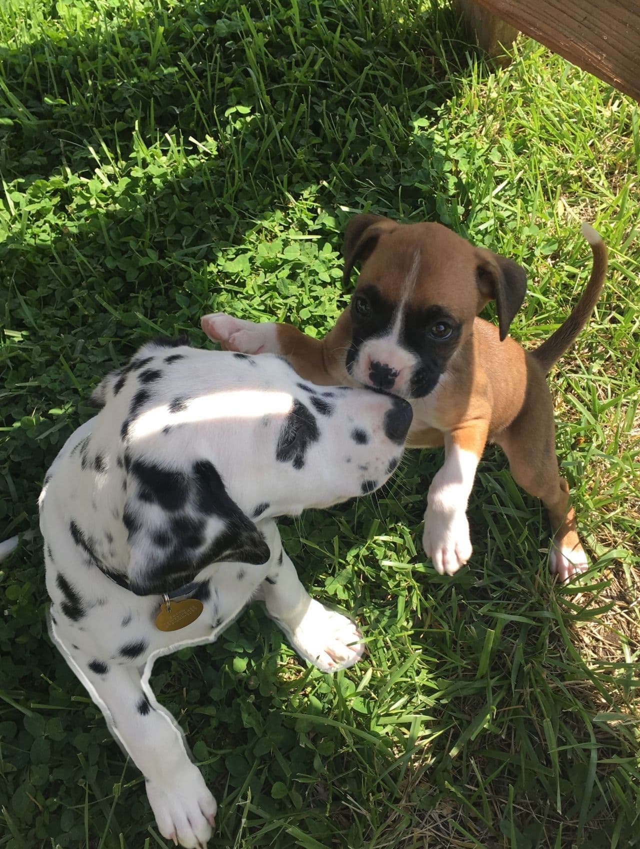 Pet travel photo 1