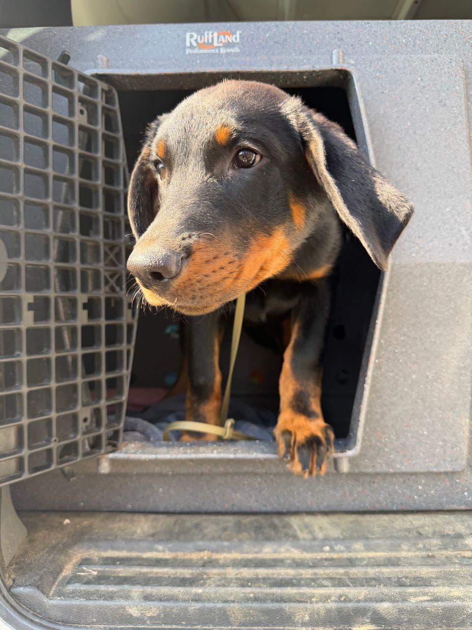 Pet travel photo 1