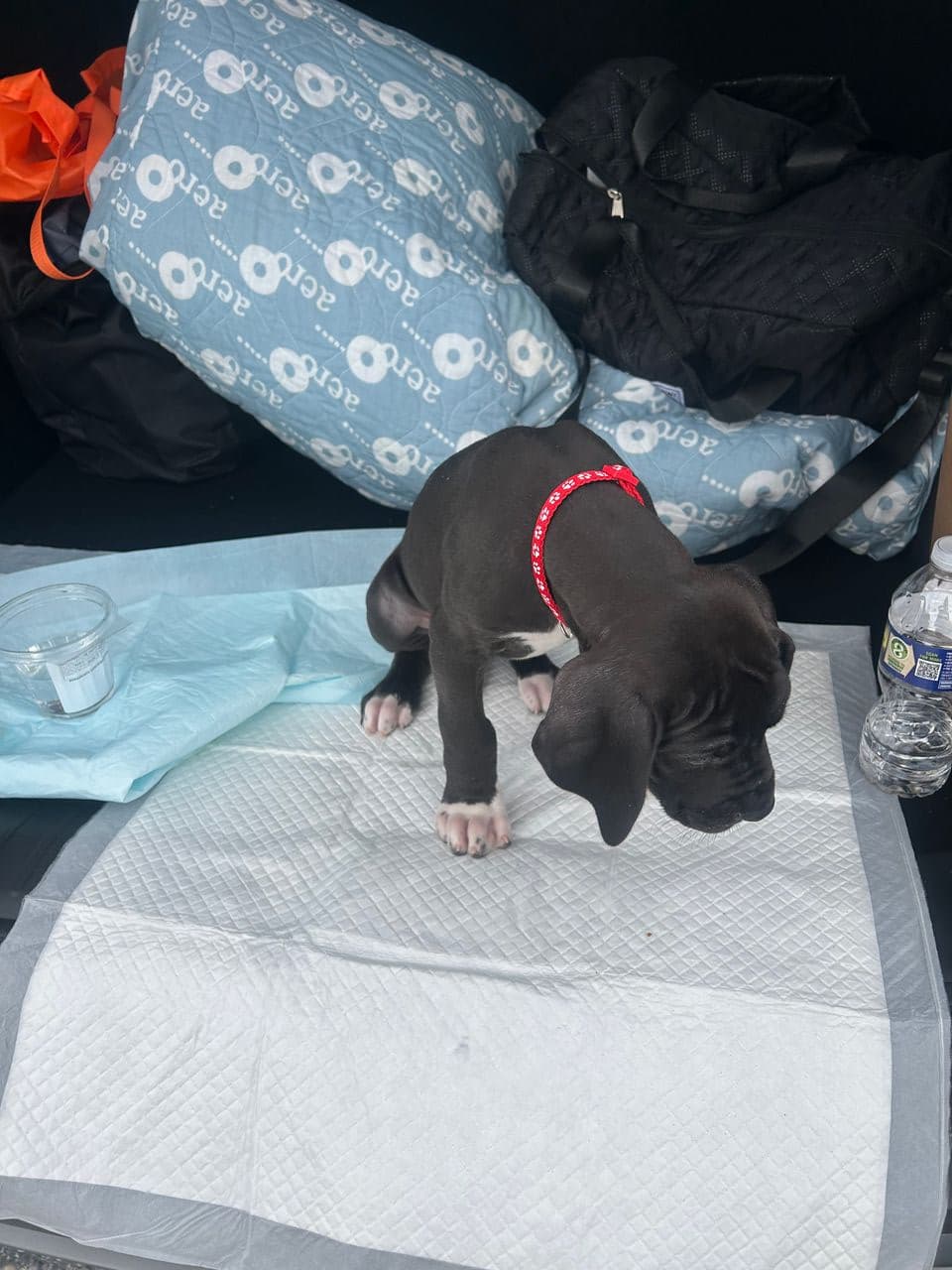 Pet travel photo 2