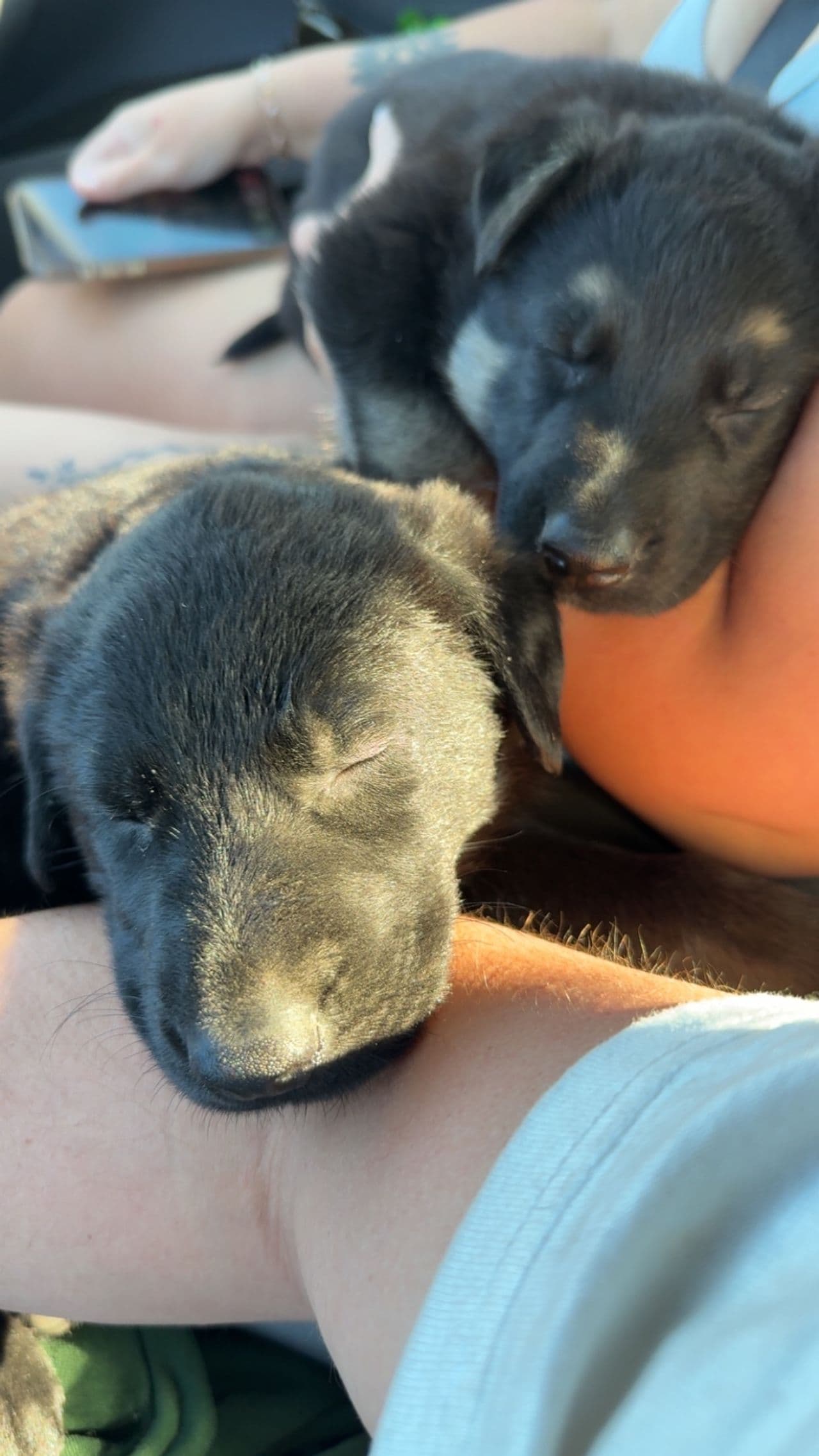 Pet travel photo 5