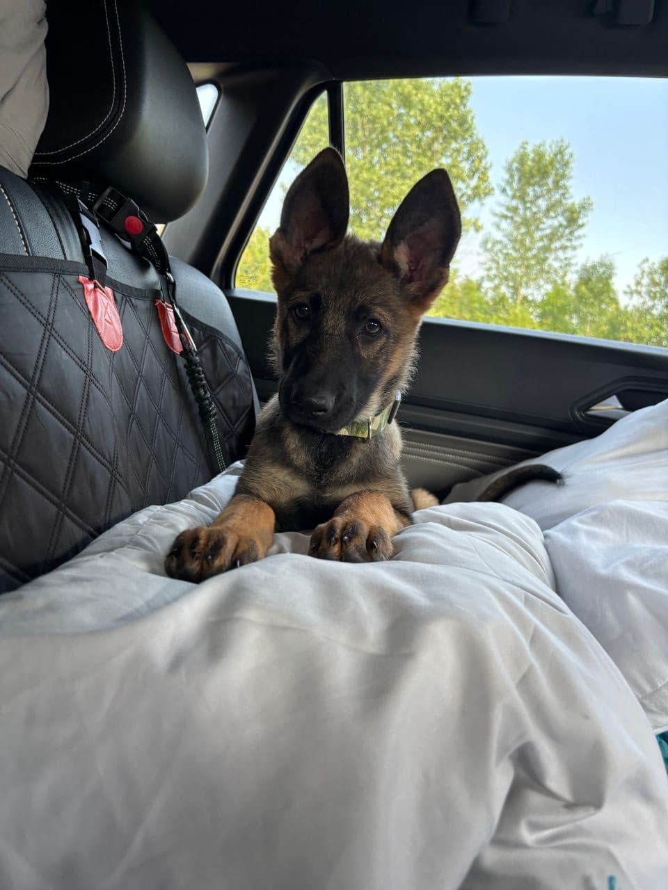 Pet travel photo 4