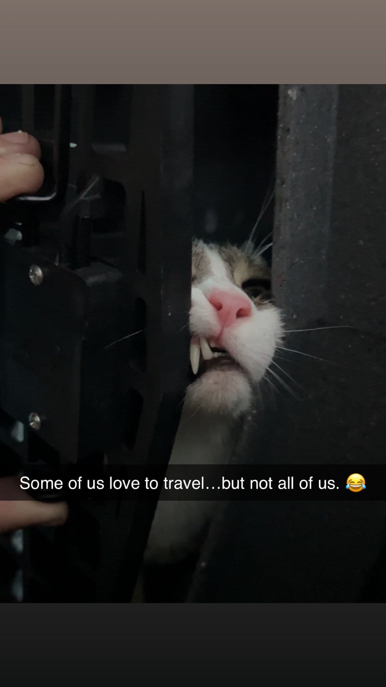 Pet travel photo 6