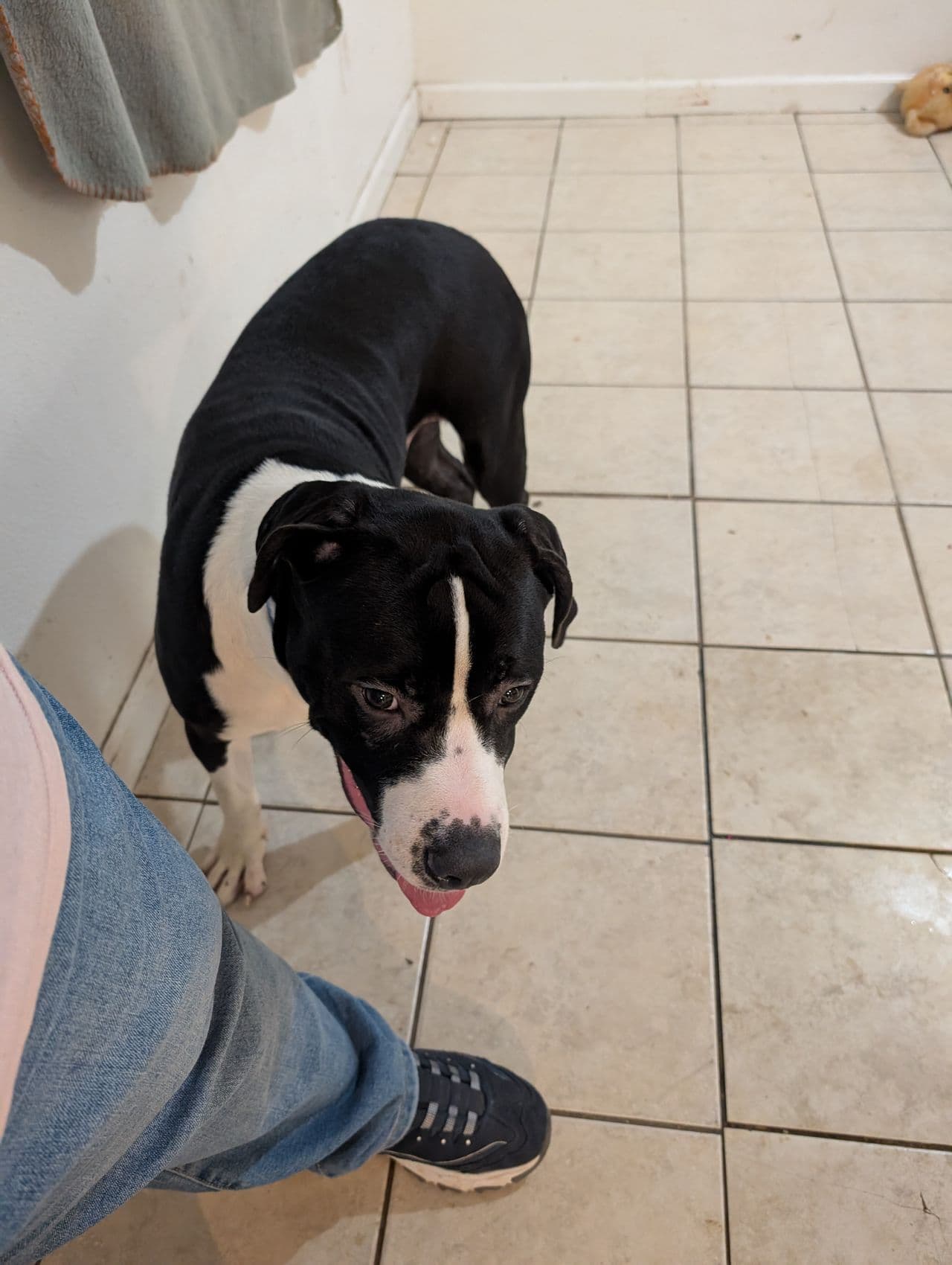 Pet travel photo 4