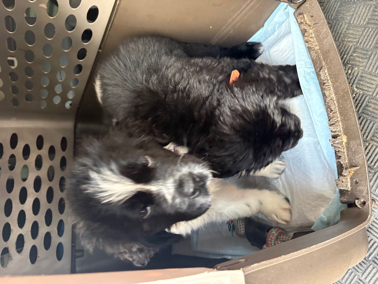 Pet travel photo 6