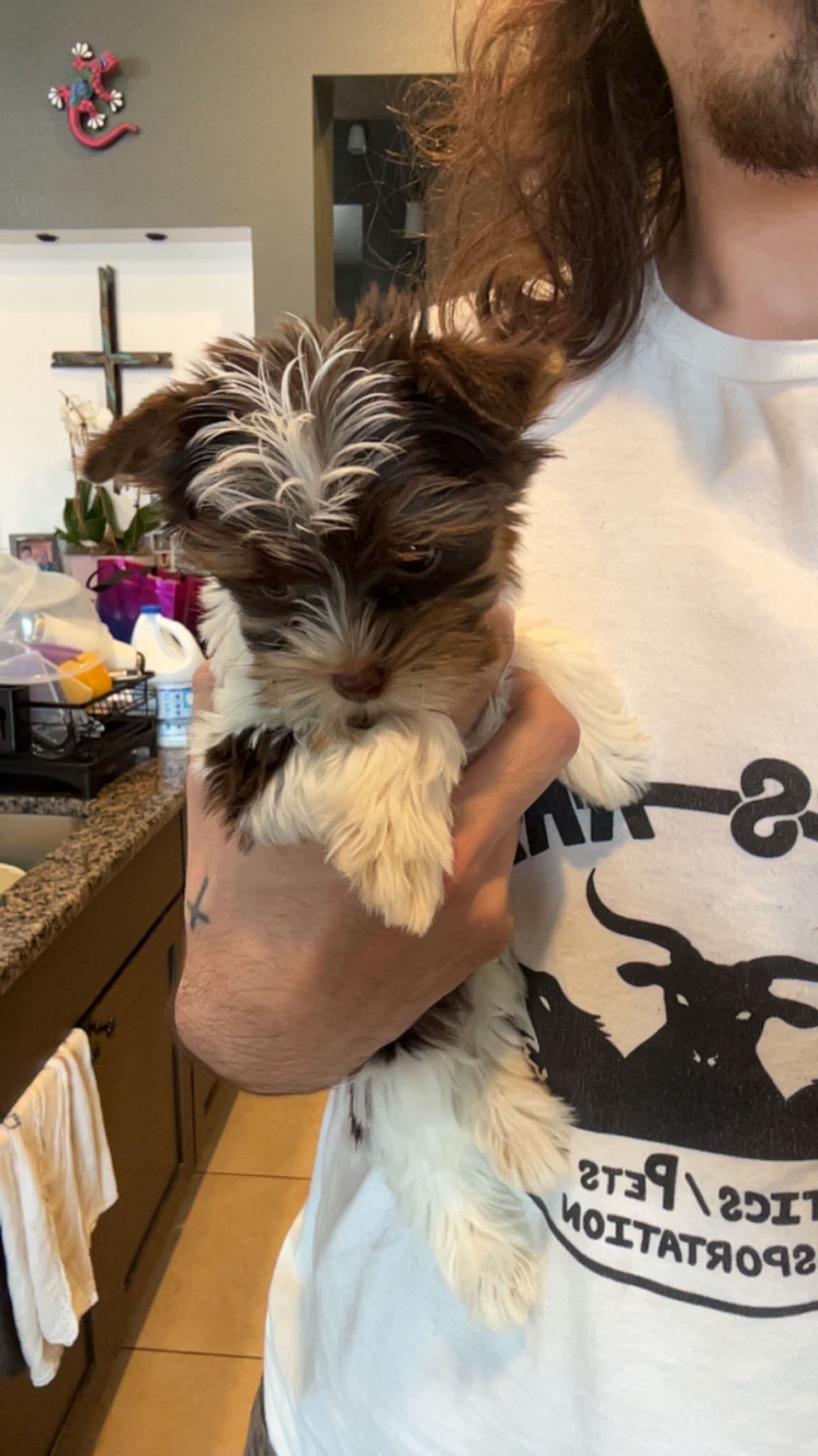Pet travel photo 3
