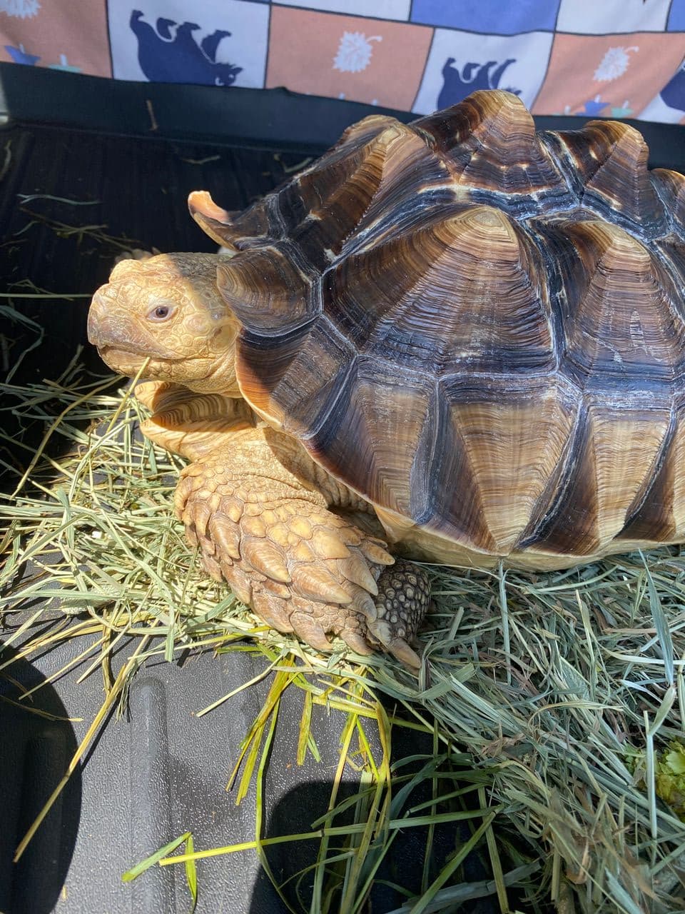 Pet travel photo 6