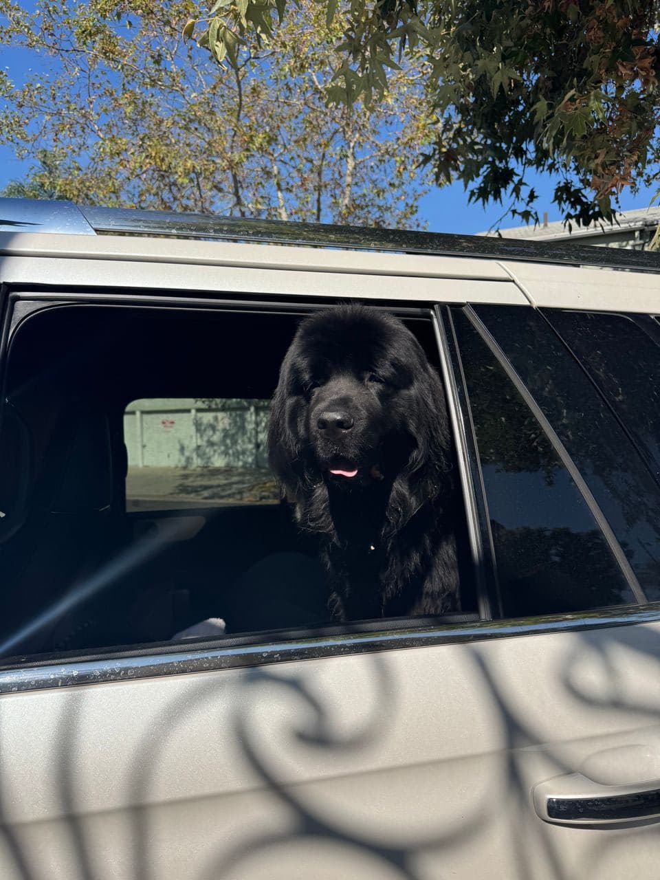 Pet travel photo 5