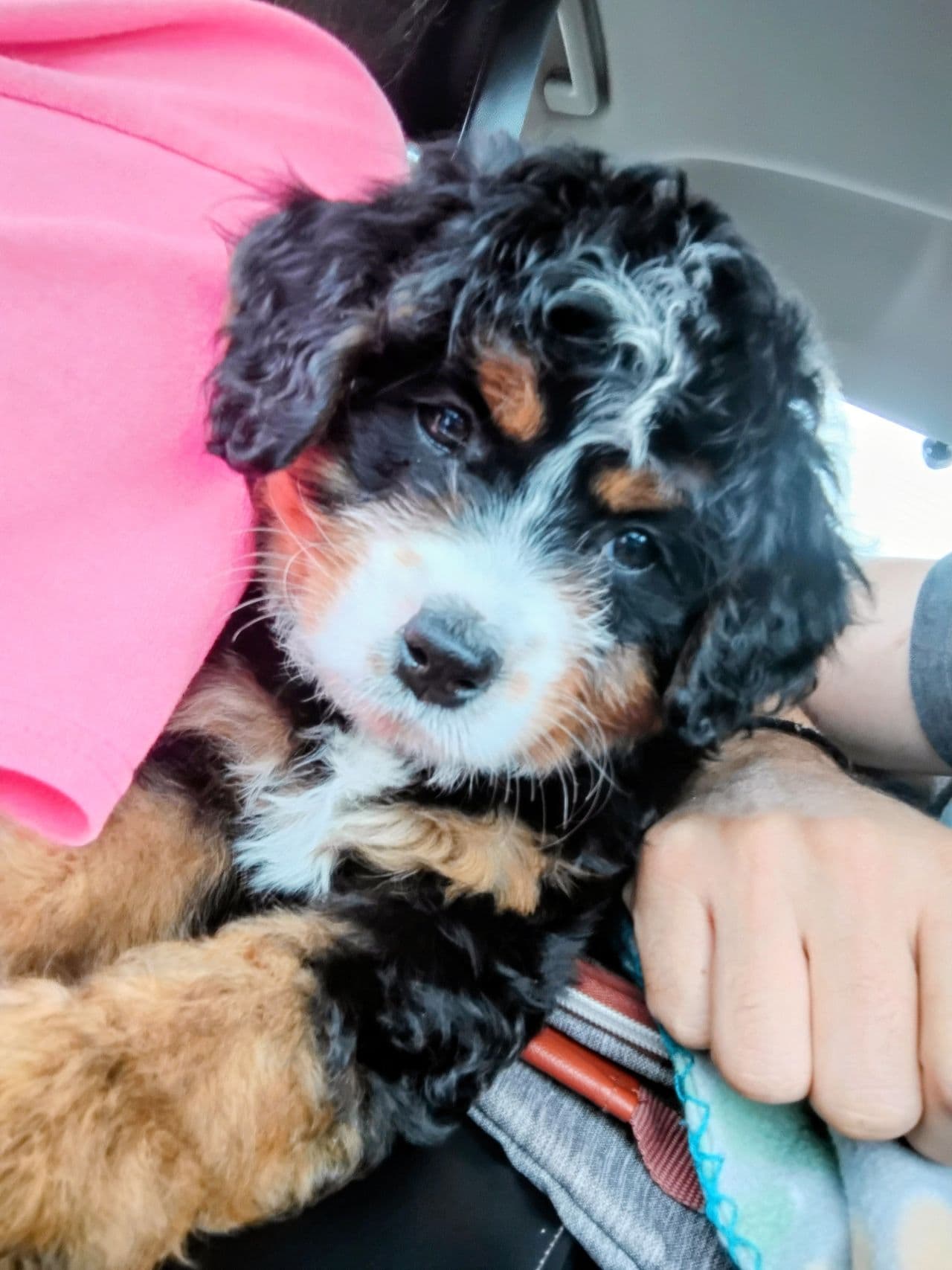 Pet travel photo 2