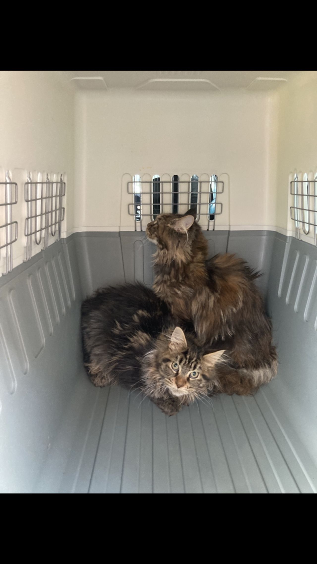 Pet travel photo 5