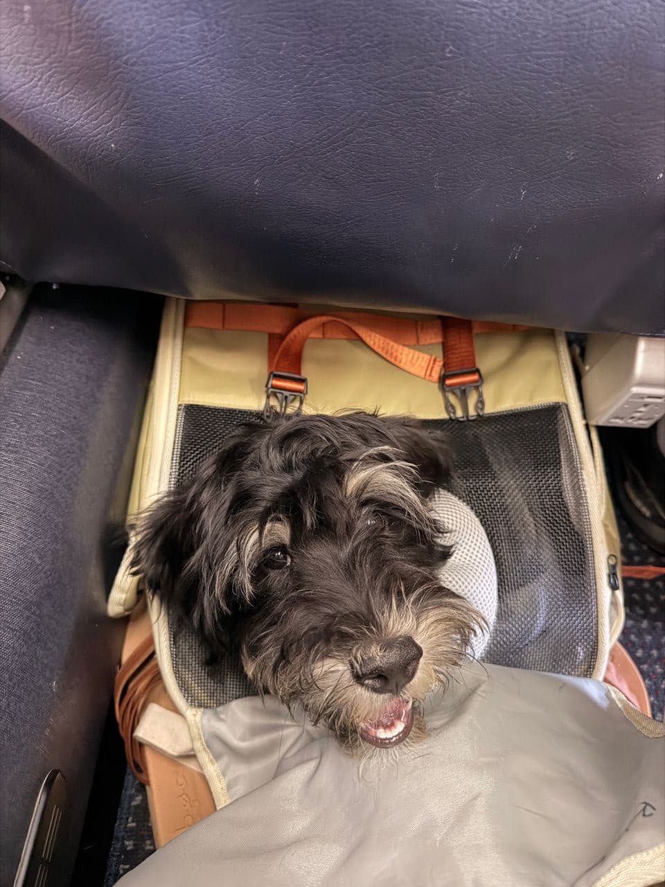 Pet travel photo 6