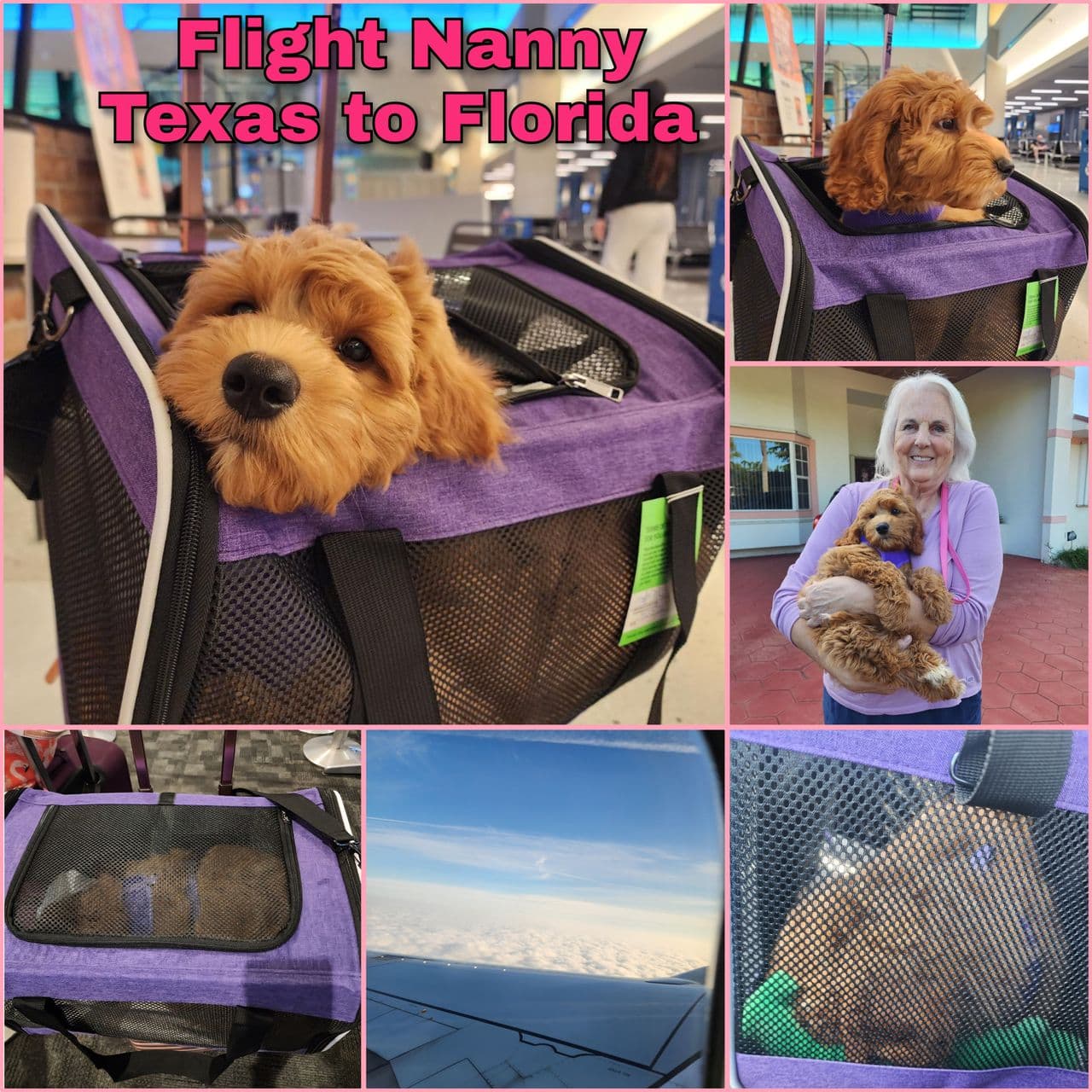 Pet travel photo 2