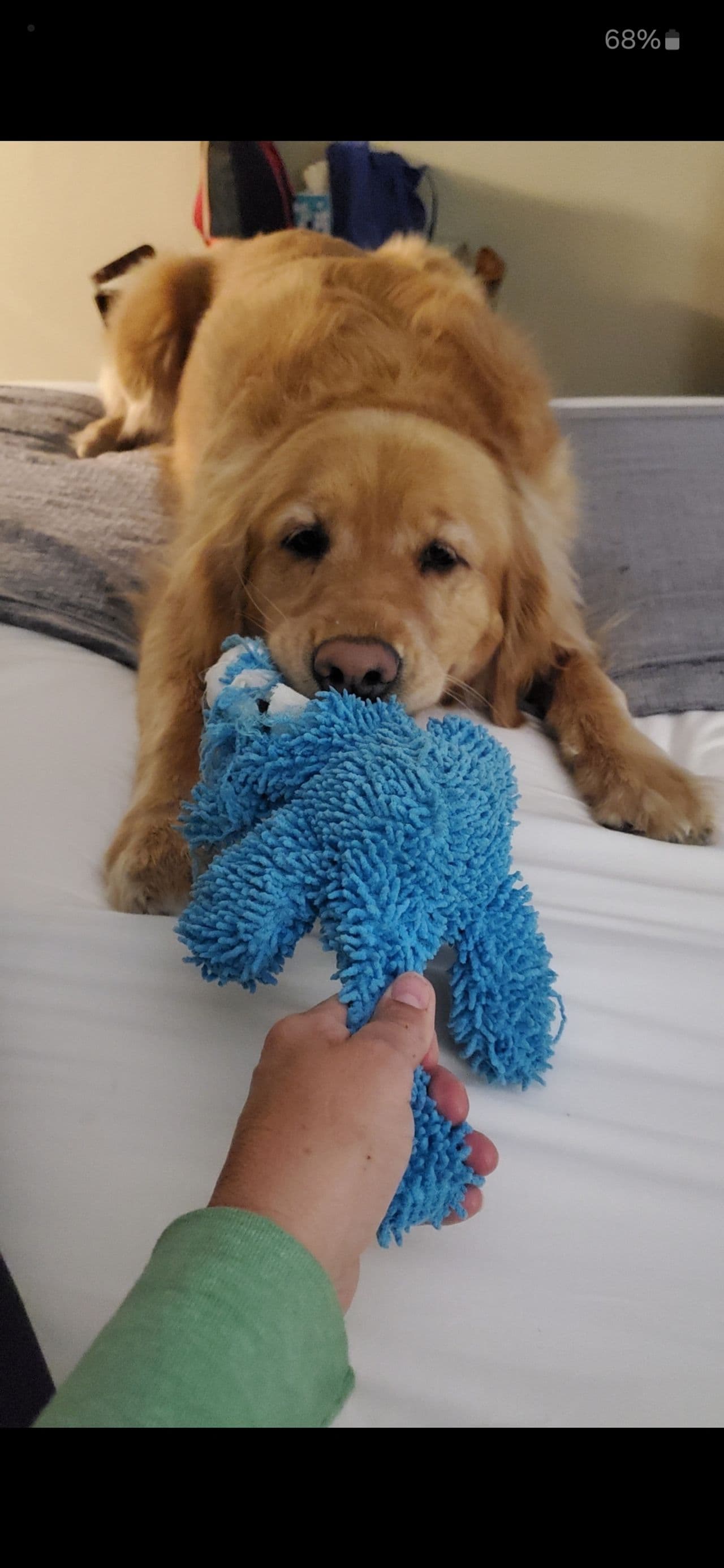 Pet travel photo 2