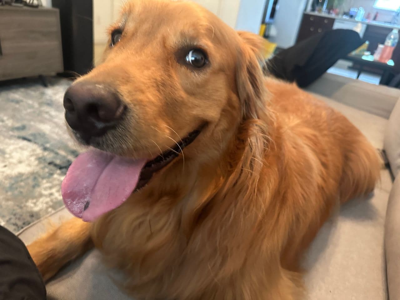 Pet travel photo 6