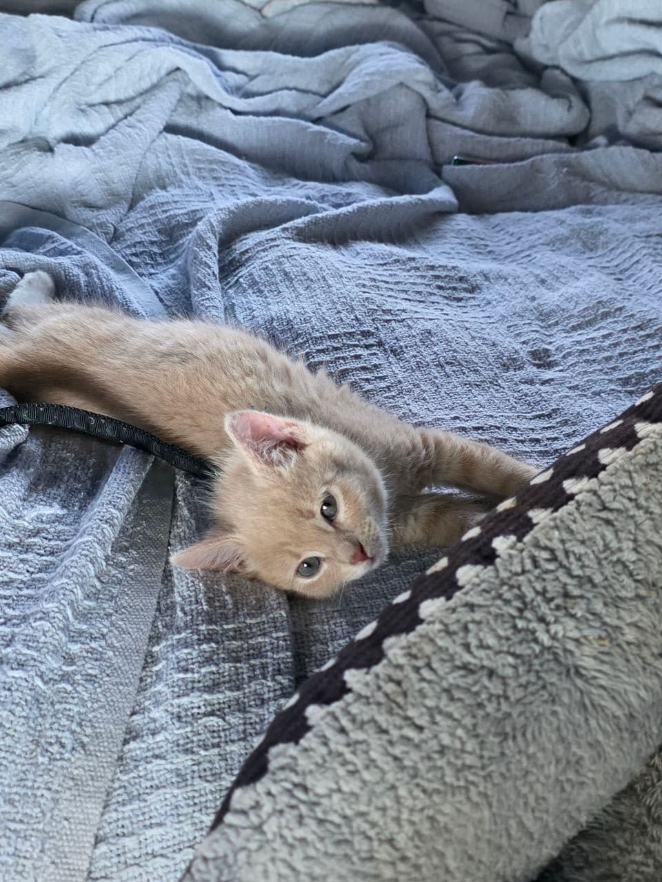 Pet travel photo 4