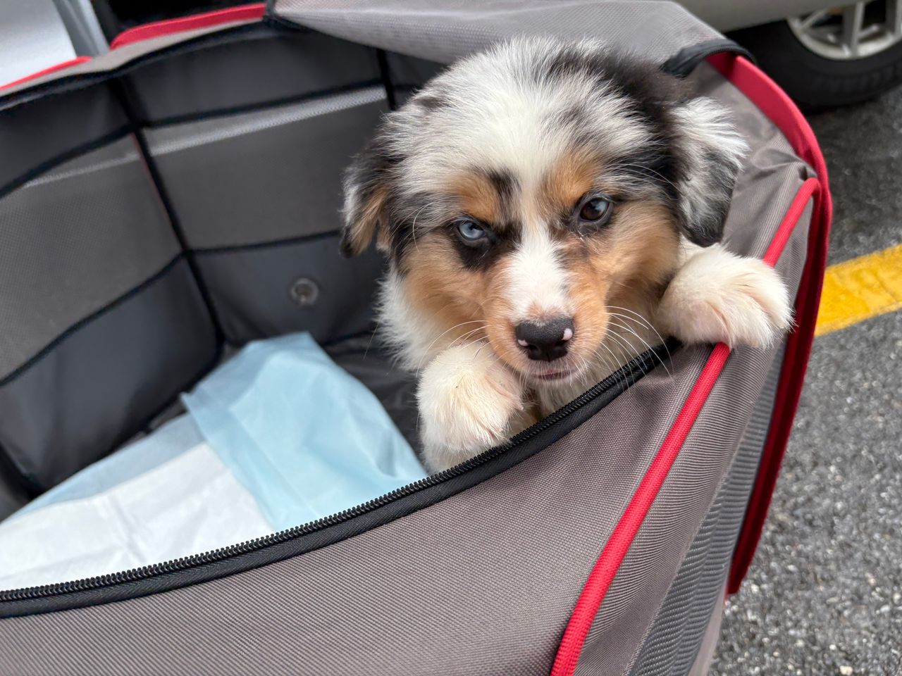 Pet travel photo 6