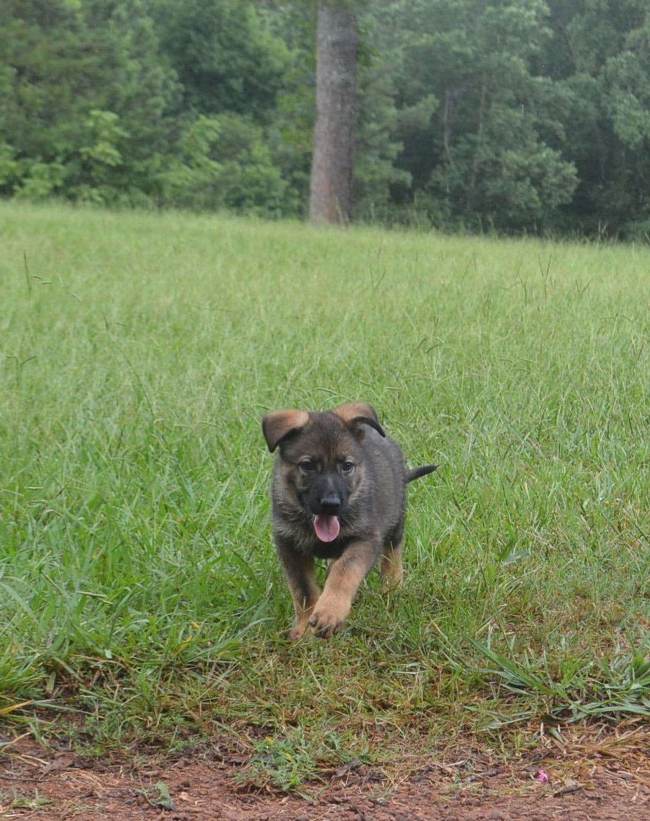 Pet travel photo 4