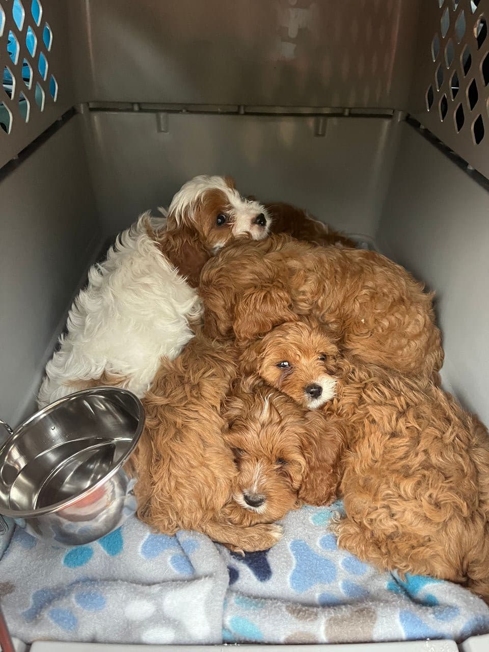 Pet travel photo 1