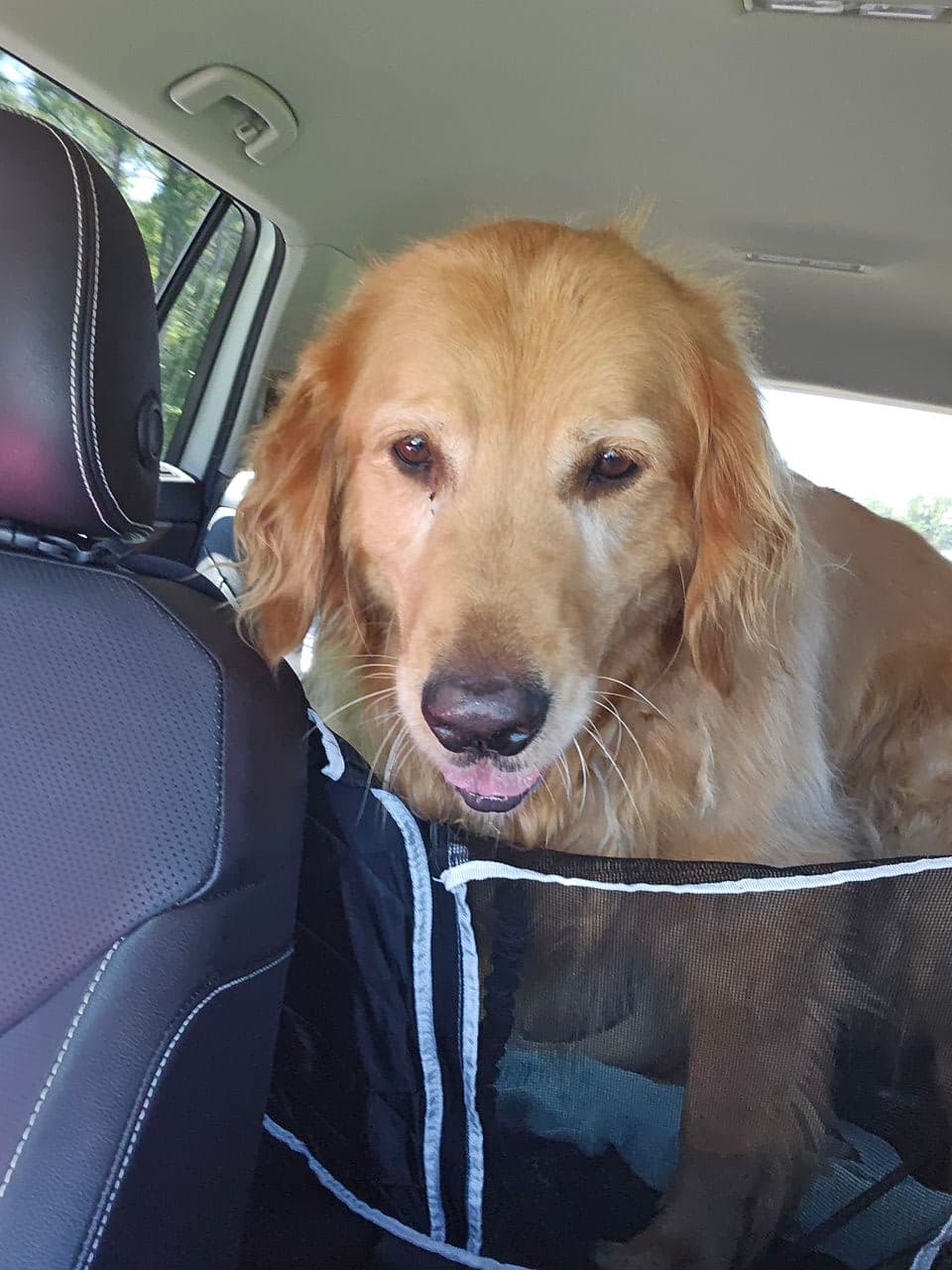 Pet travel photo 3